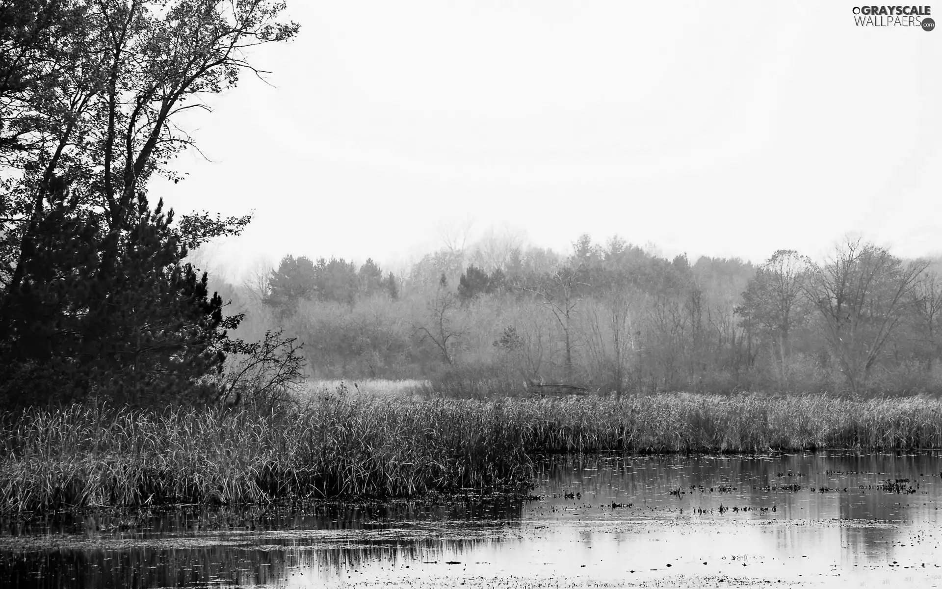 lake, sun, rushes, east