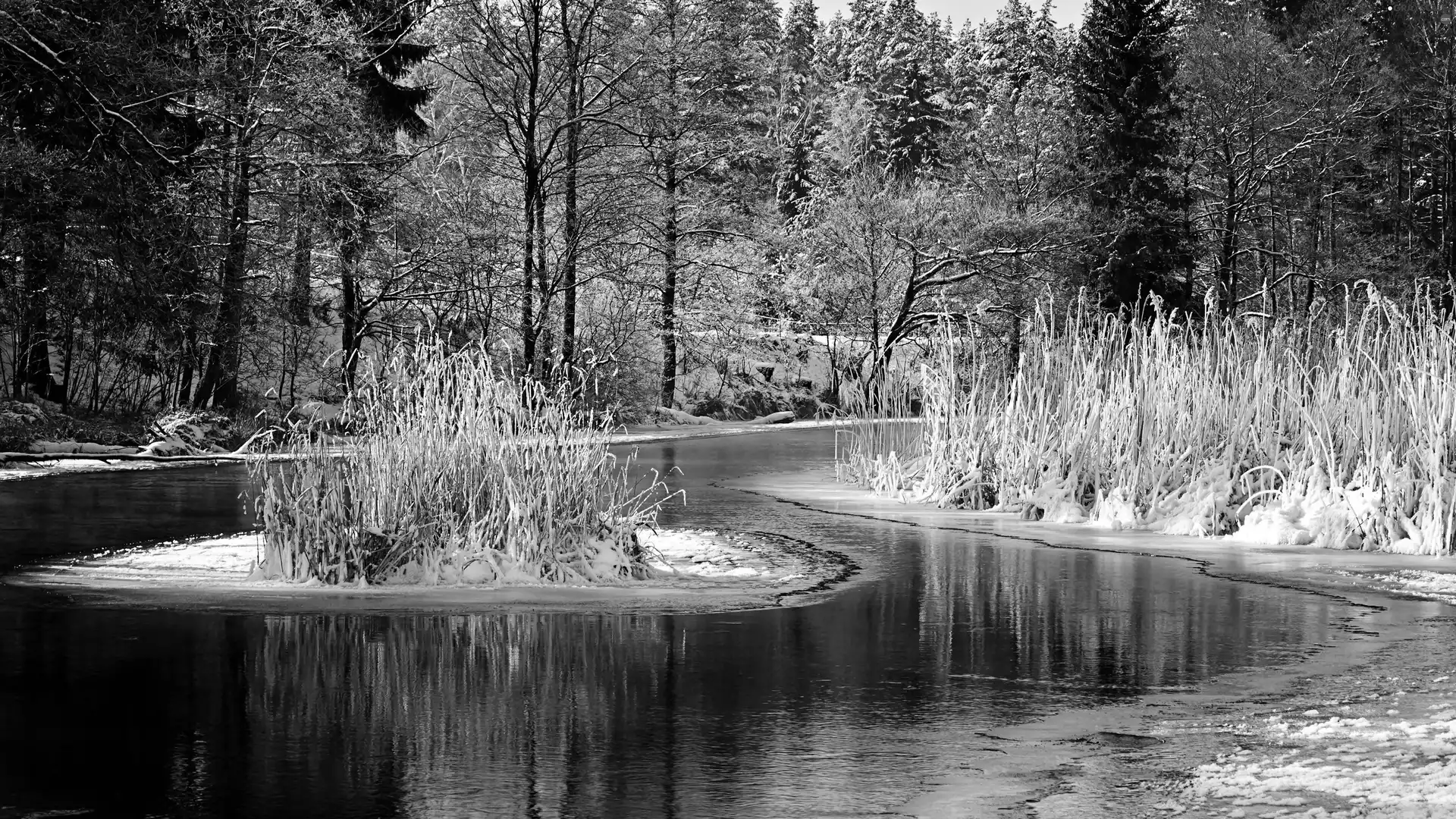 winter, River, rushes, forest