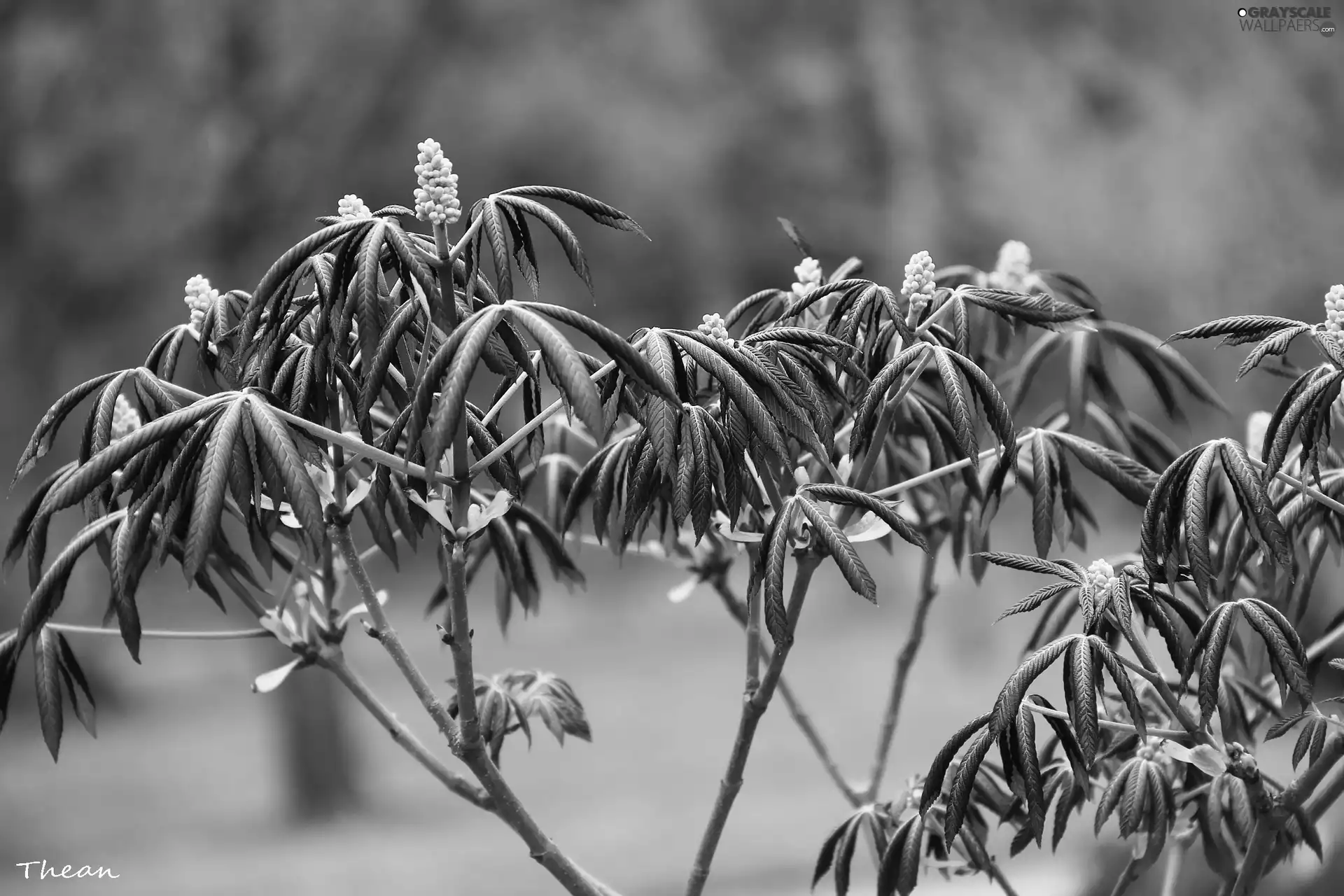 sapling, Red, Leaf