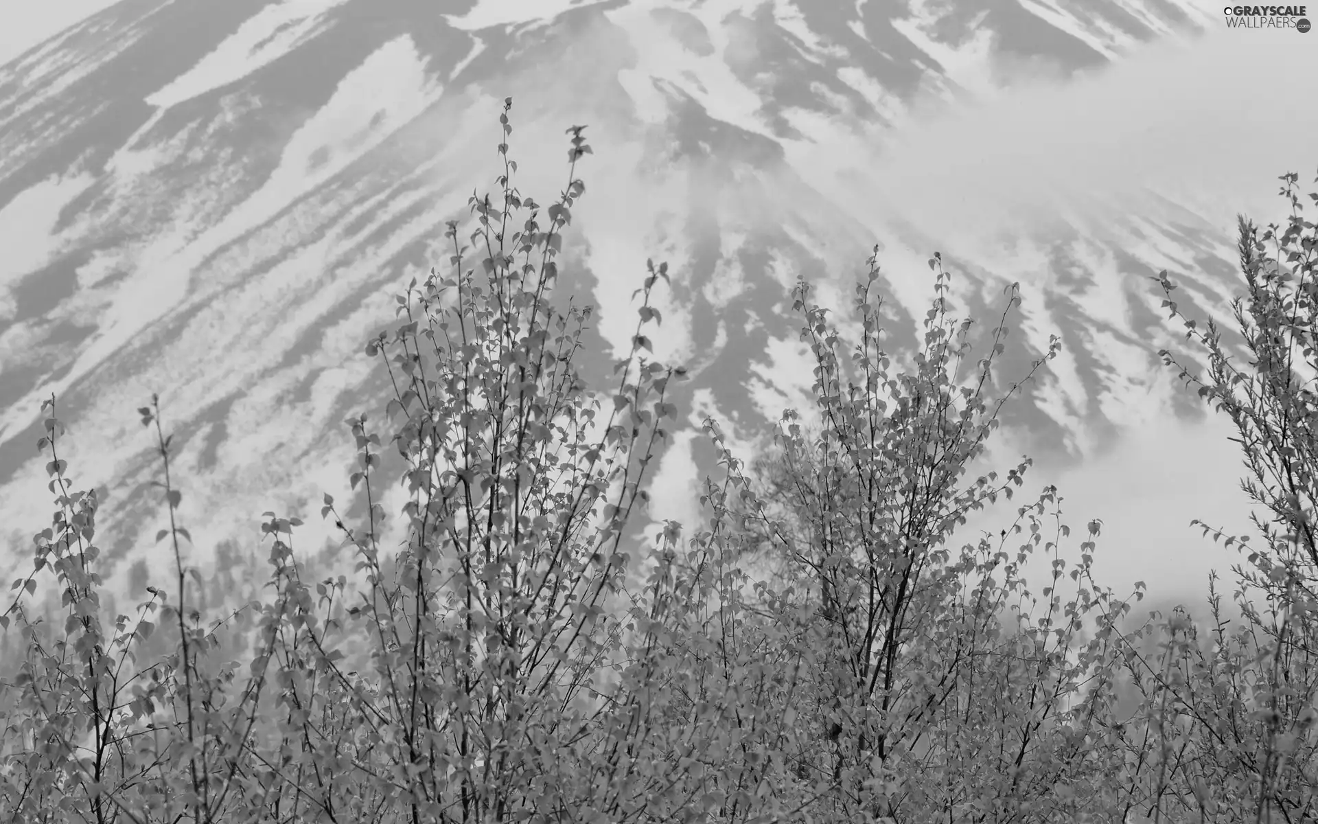 peaks, young, Sapling, Mountains