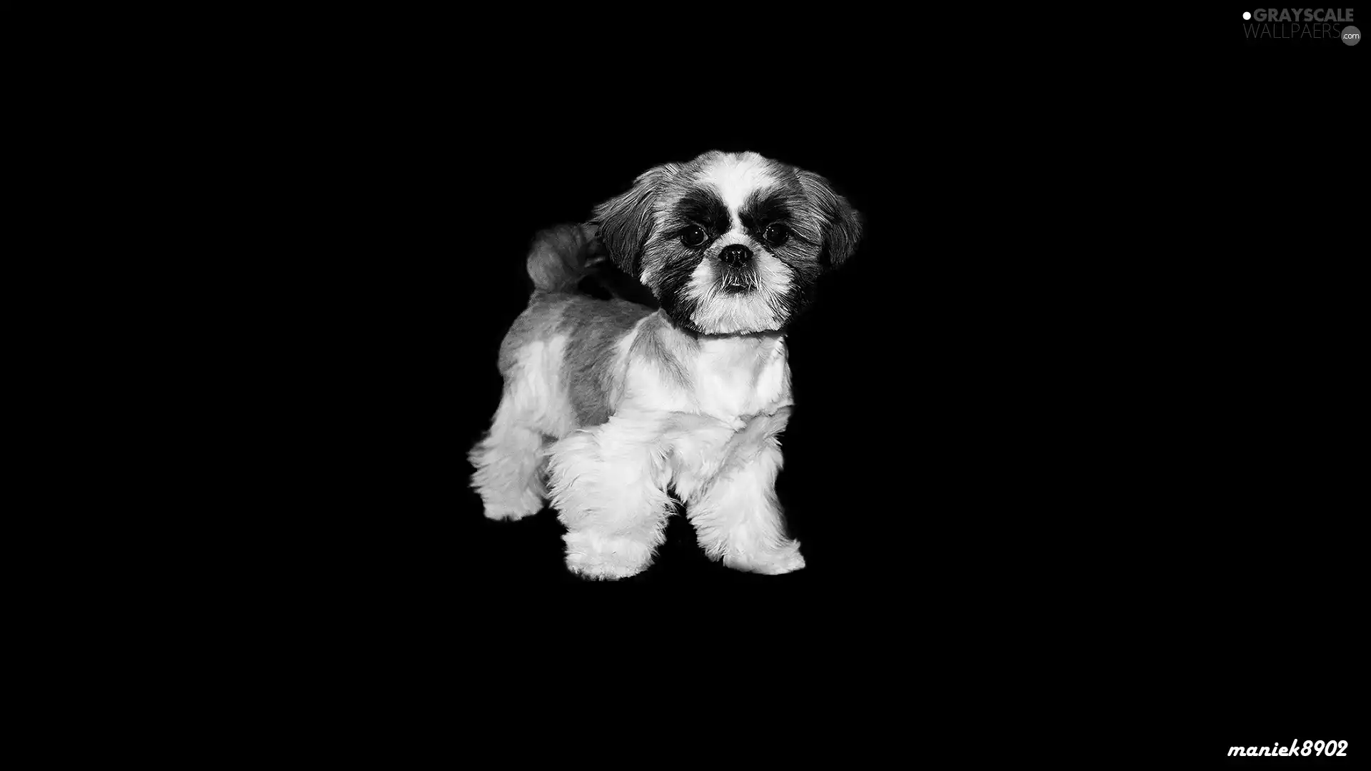 Shih Tzu