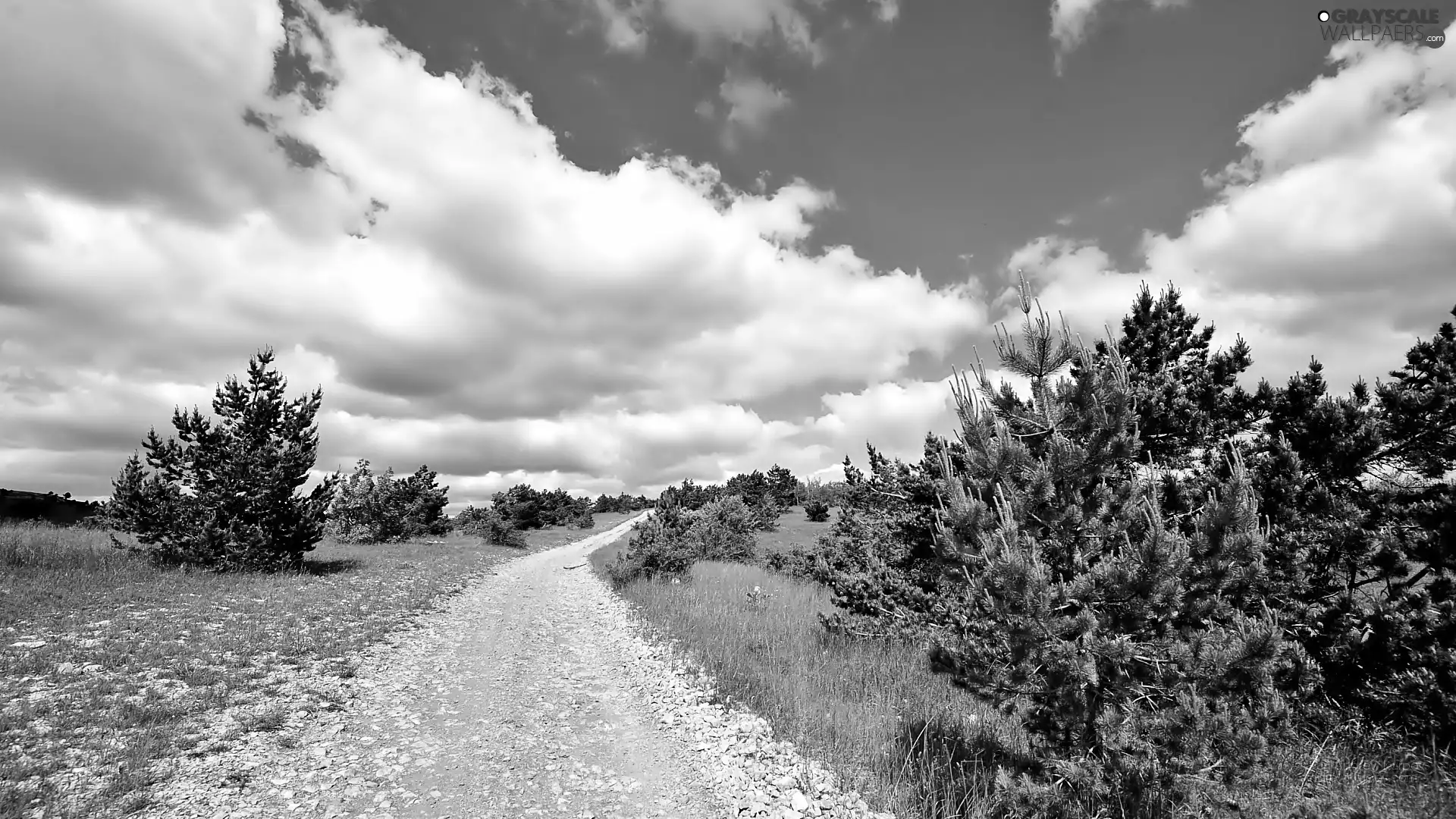 Sky, clouds, Meadow, VEGETATION, Way