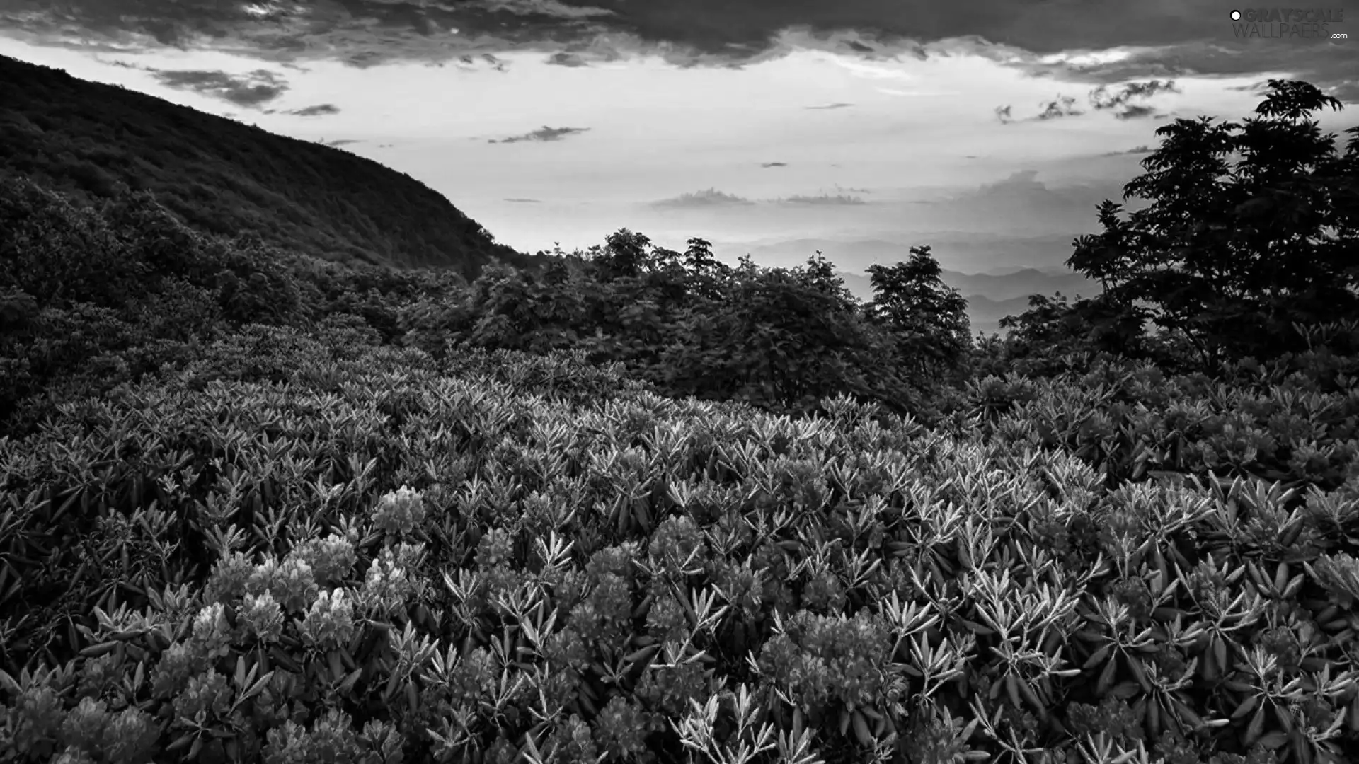 Sky, Mountains, Flowers