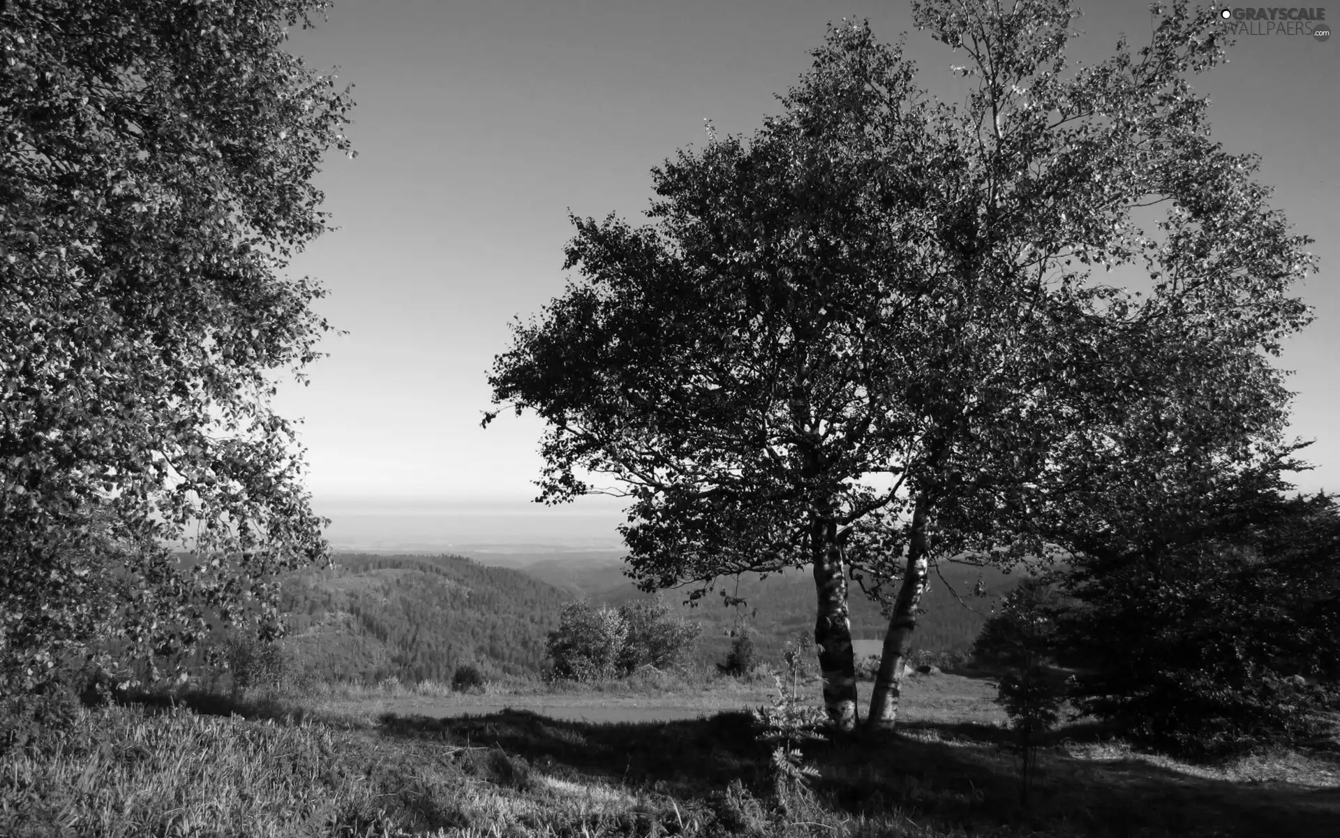 Sky, trees, viewes