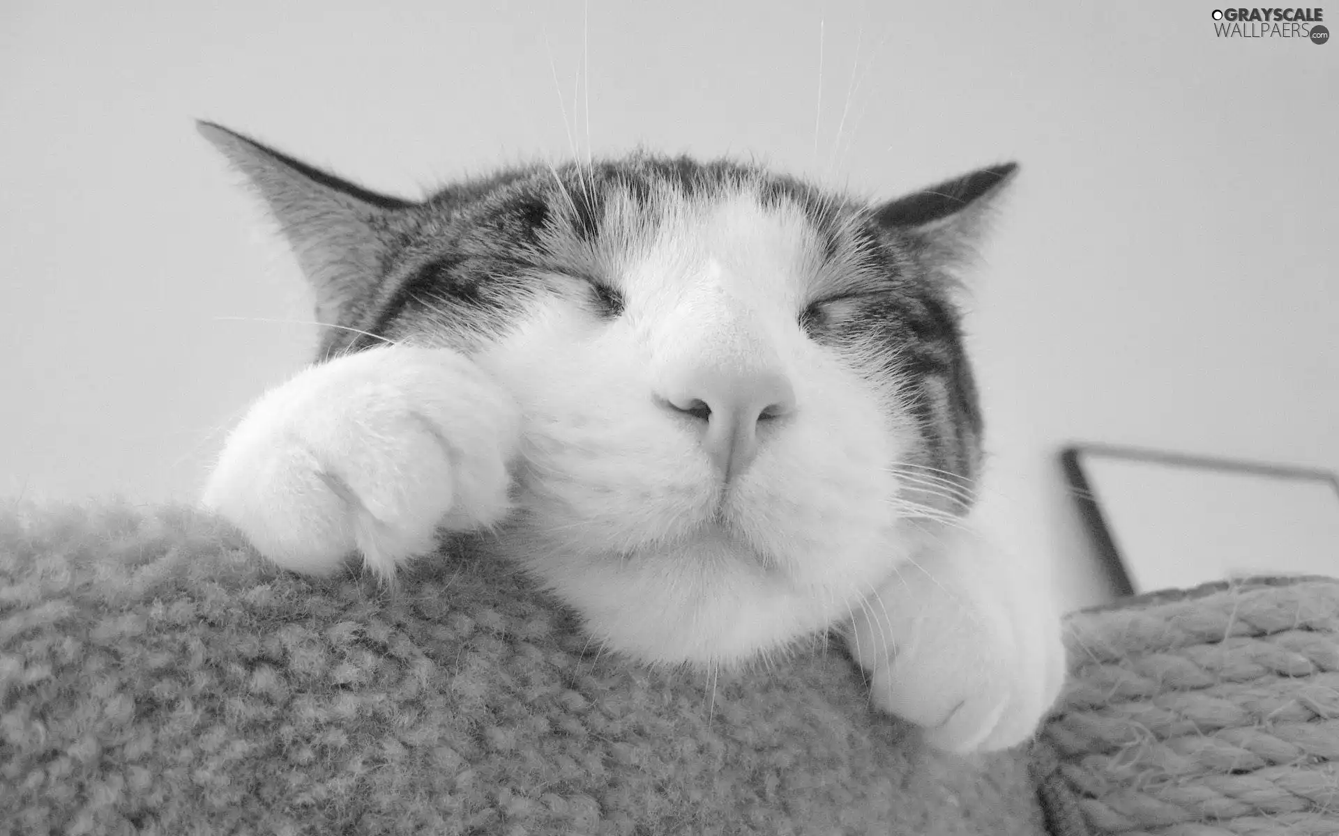 cat, White Bed, sleepyhead, feet