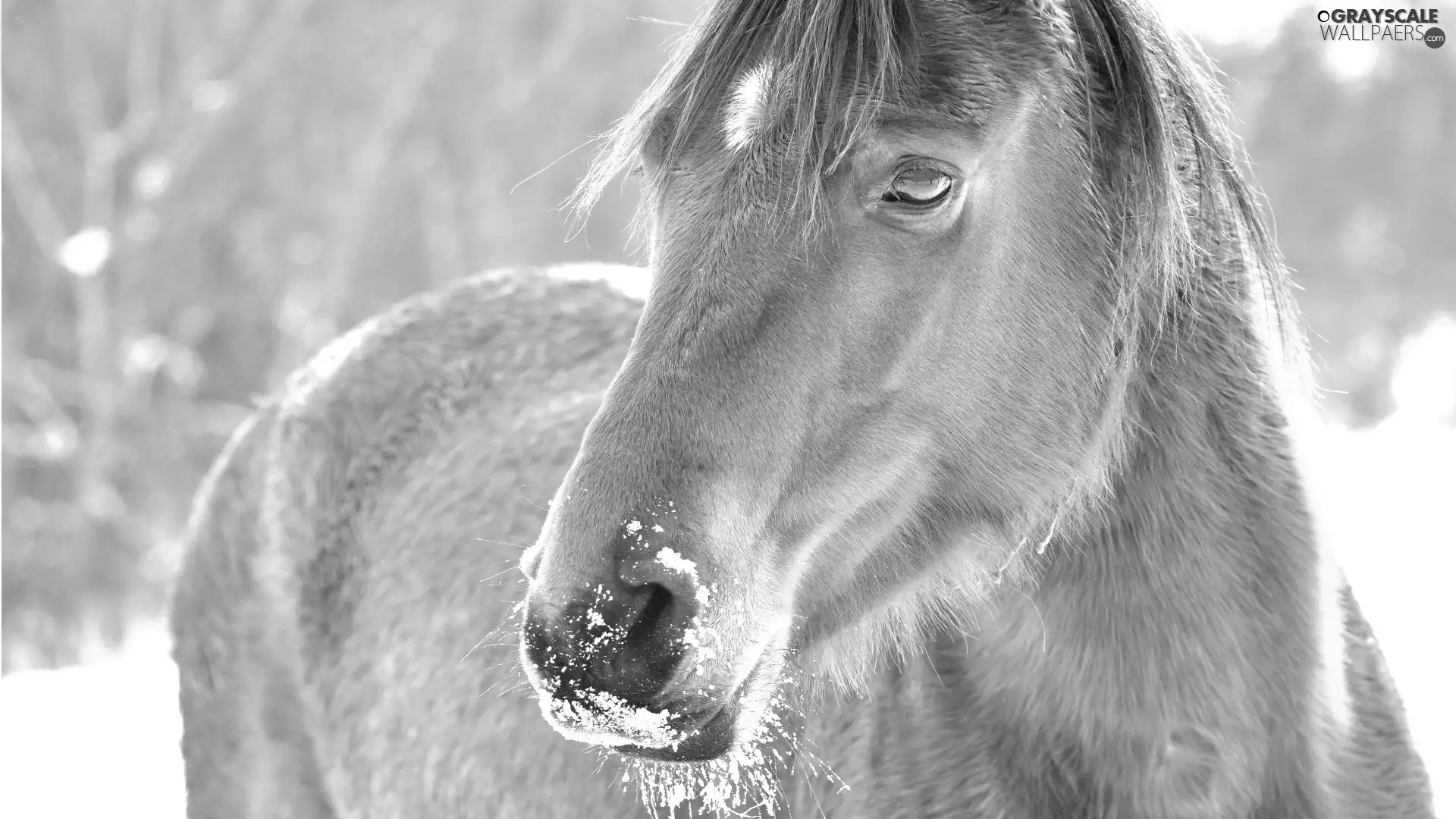 Horse, snow