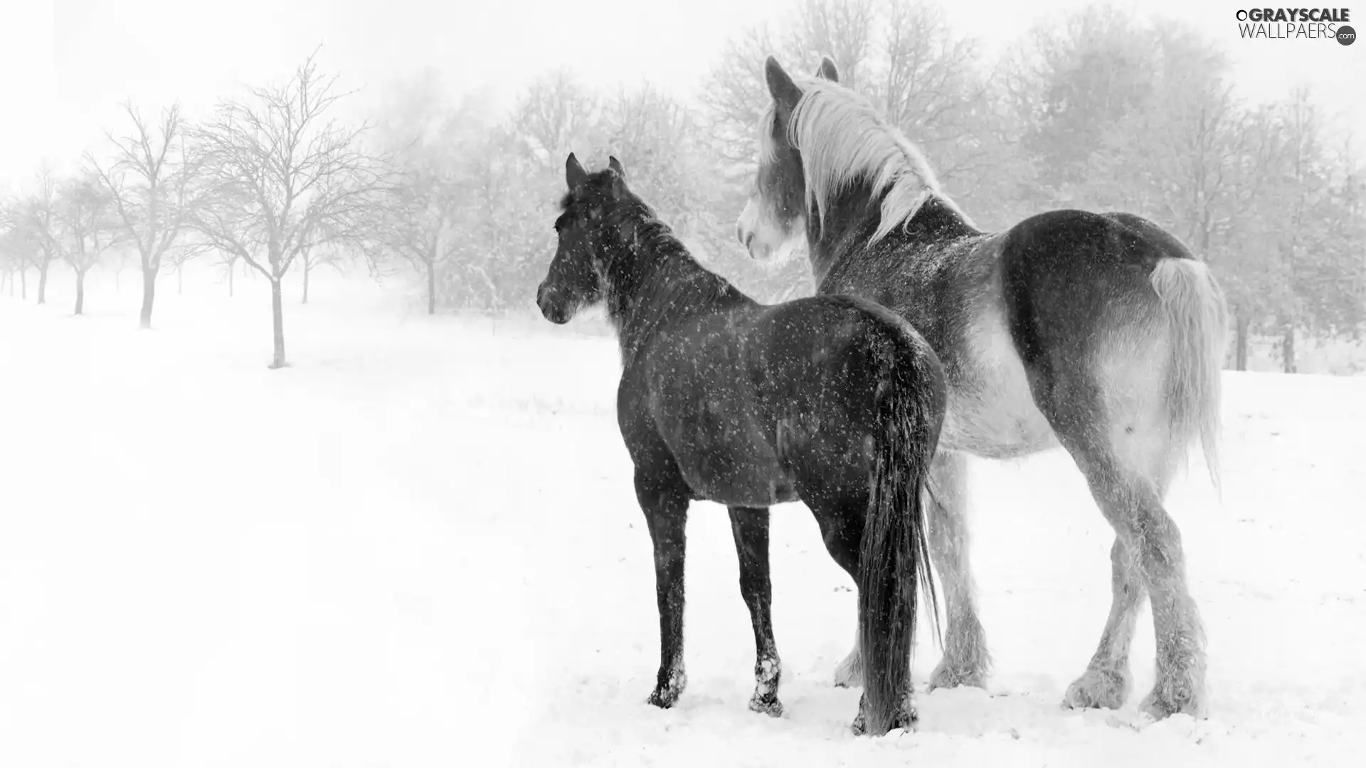 snow, bloodstock, incident