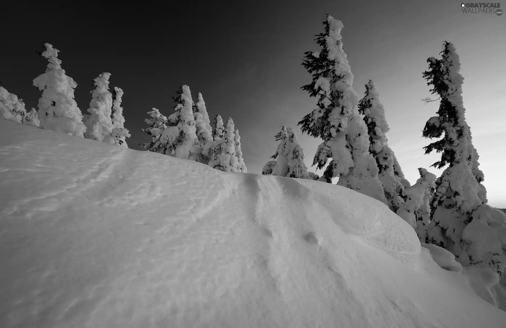 Mountains, viewes, snow, trees