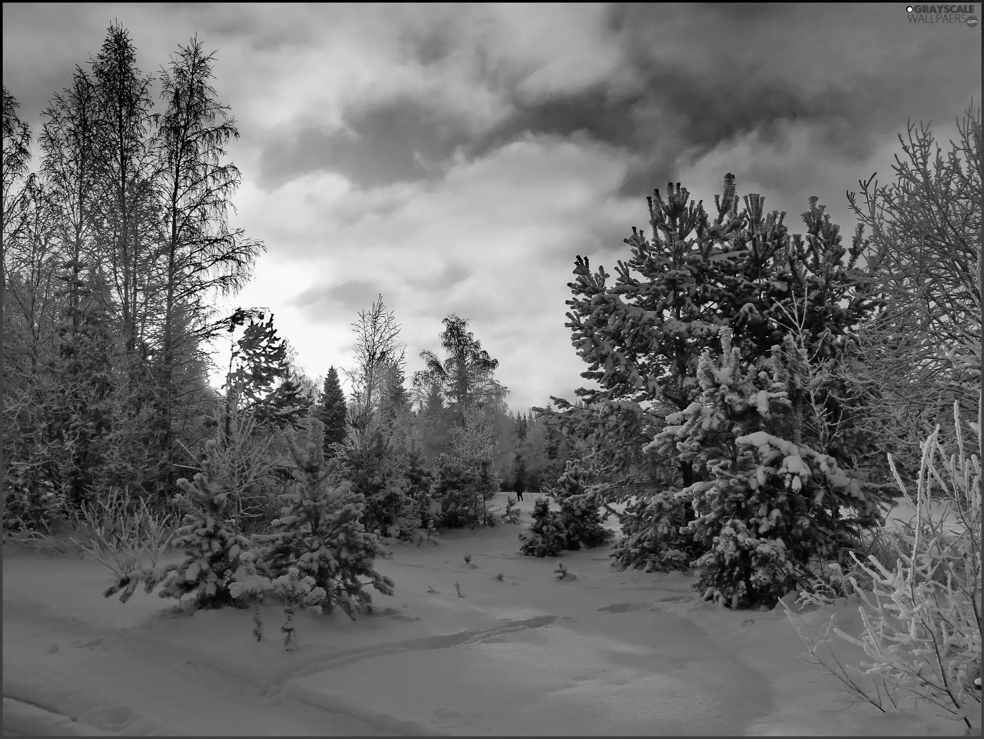 Snowy, viewes, snow, trees