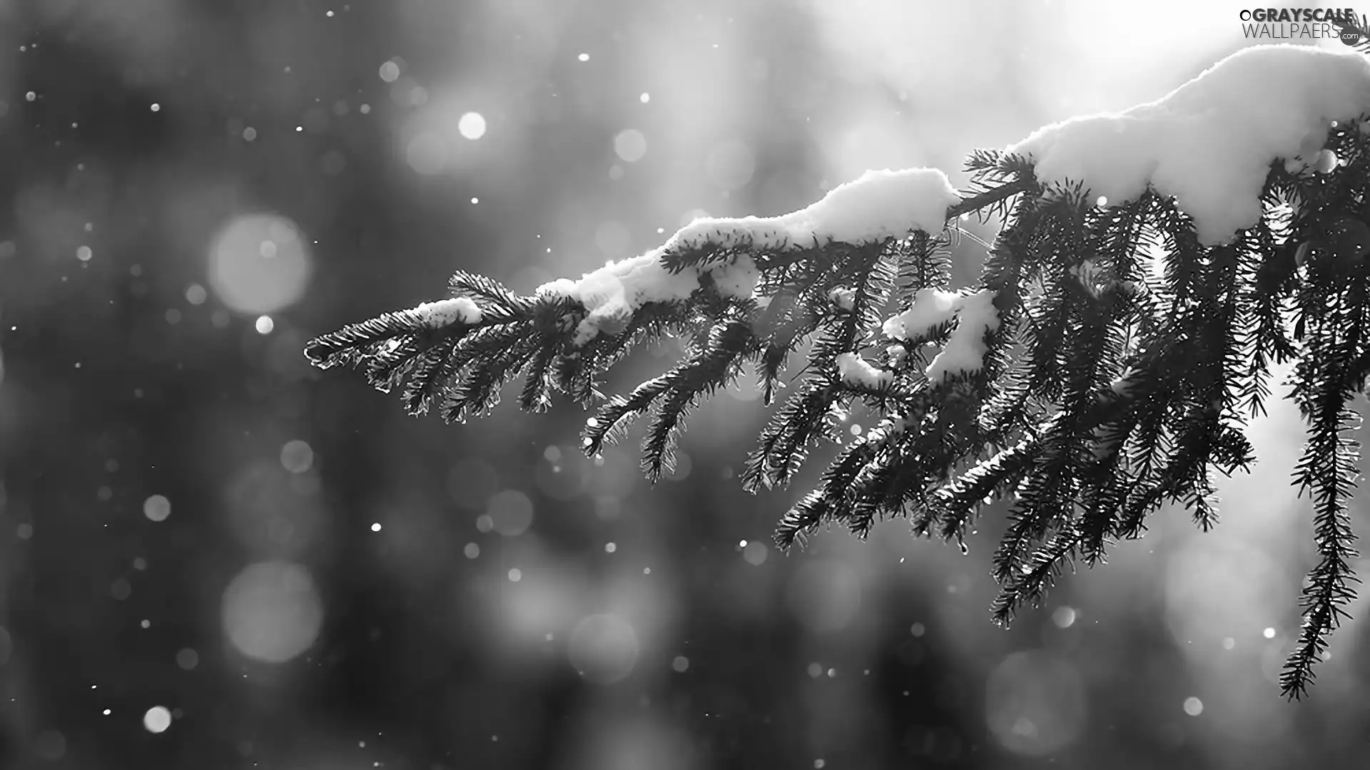 snow, twig, trees
