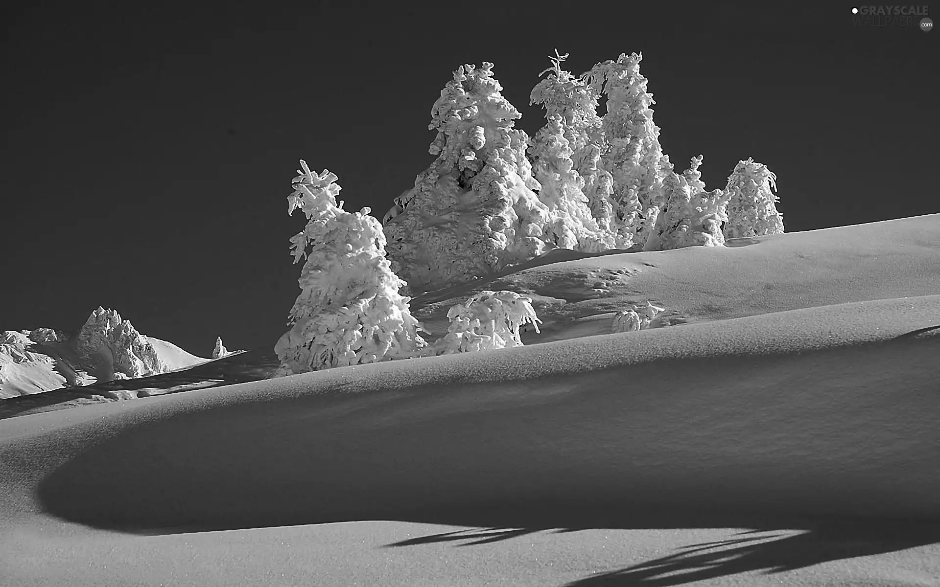 snow, trees, viewes