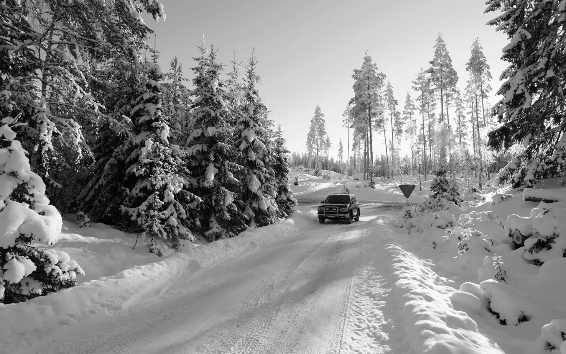 Snowy, Way, viewes, forest, trees, motor car
