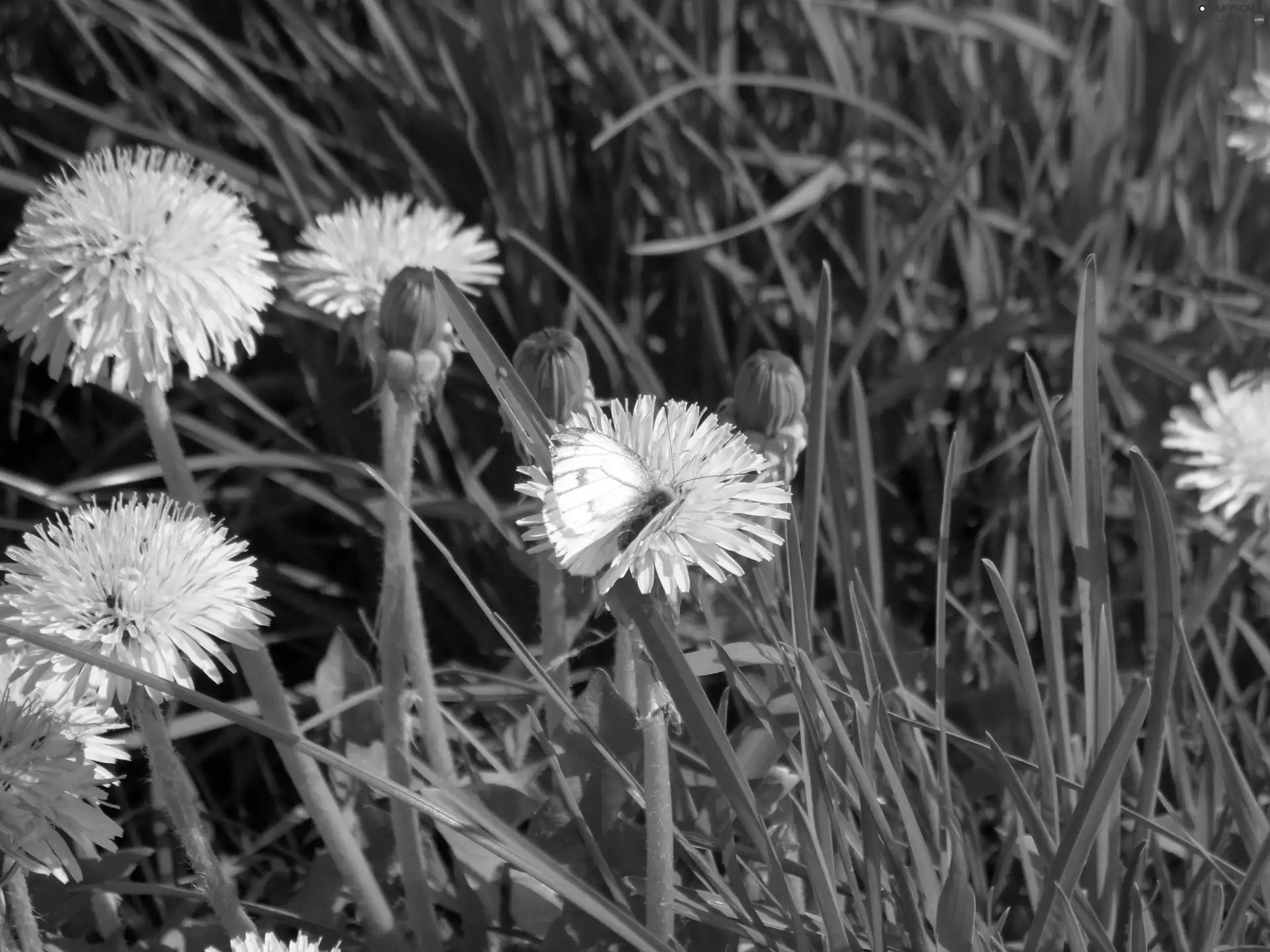 grass, butterfly, sow-thistle