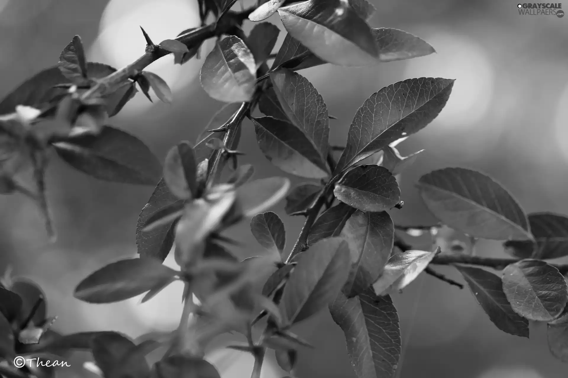 green ones, Twigs, Spikes, Leaf