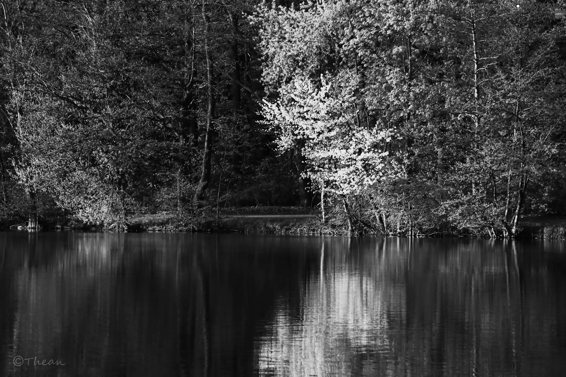 lake, viewes, Spring, trees