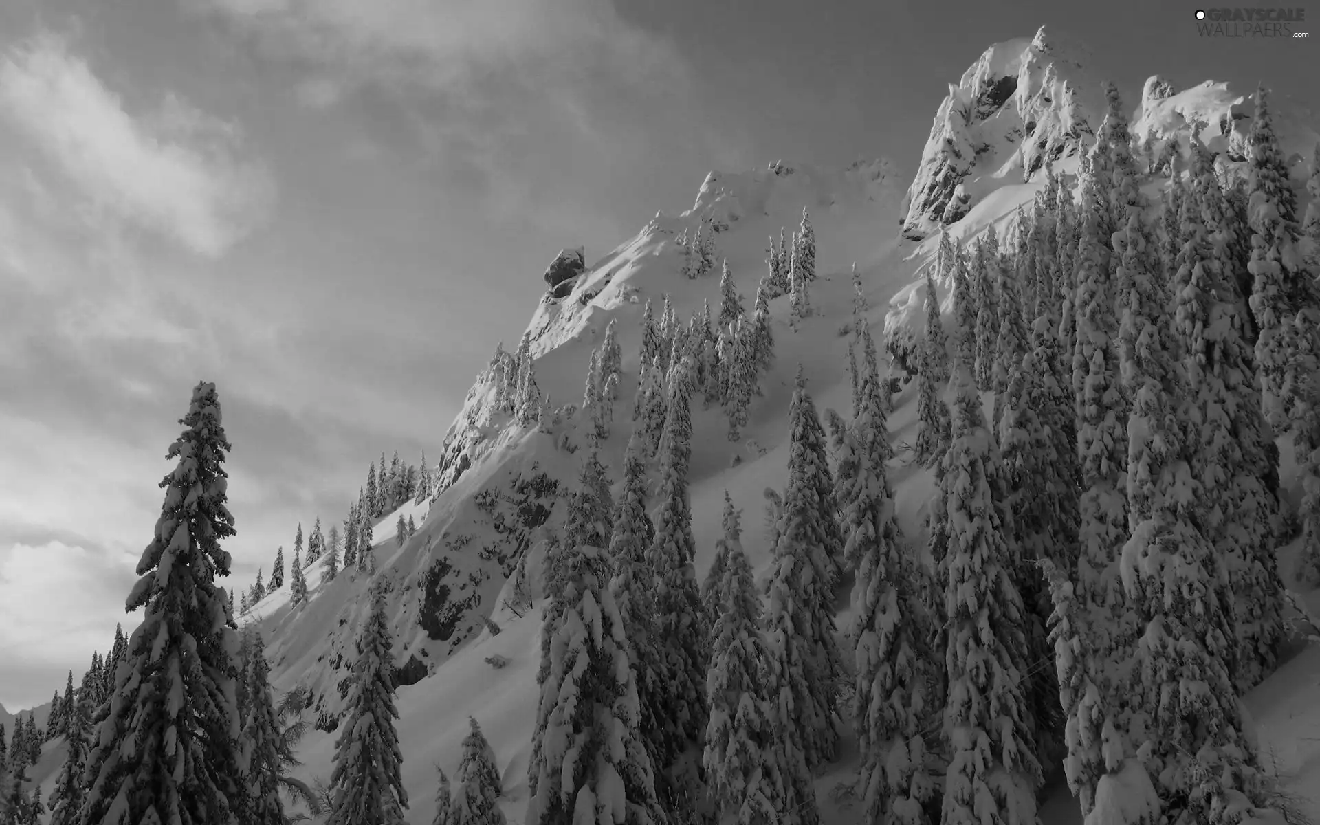 winter, Snowy, Spruces, Mountains