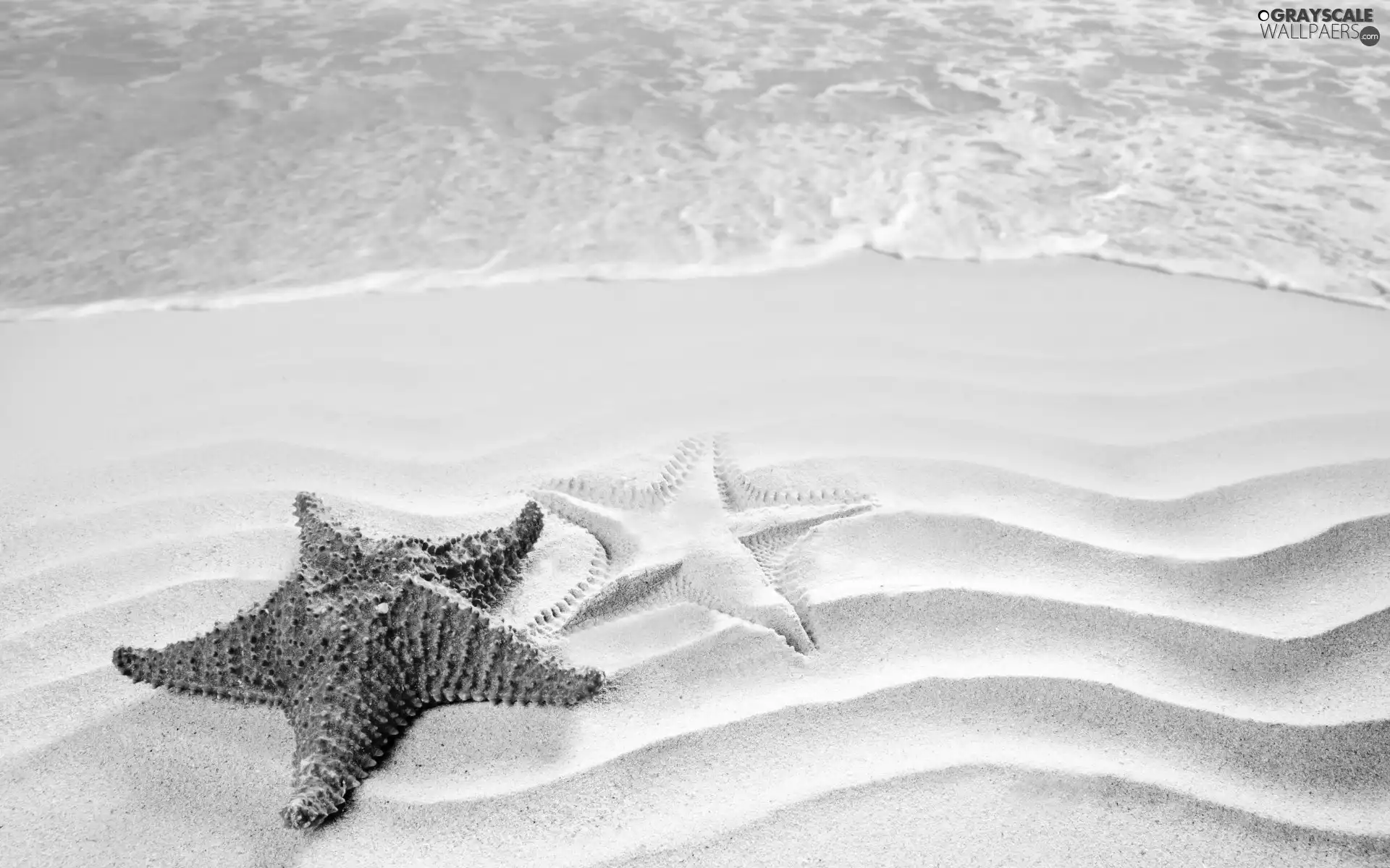 starfish, Beaches, sea