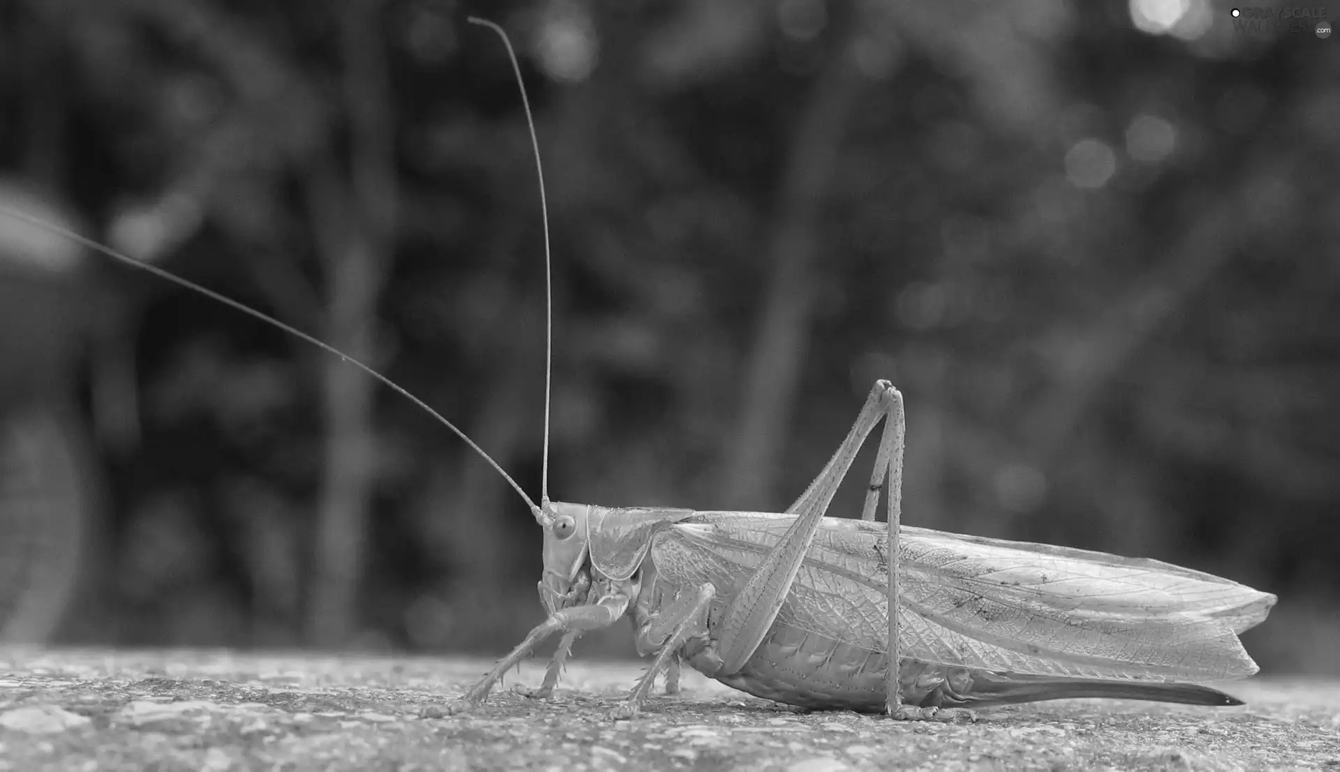 Stone, grasshopper, tentacles