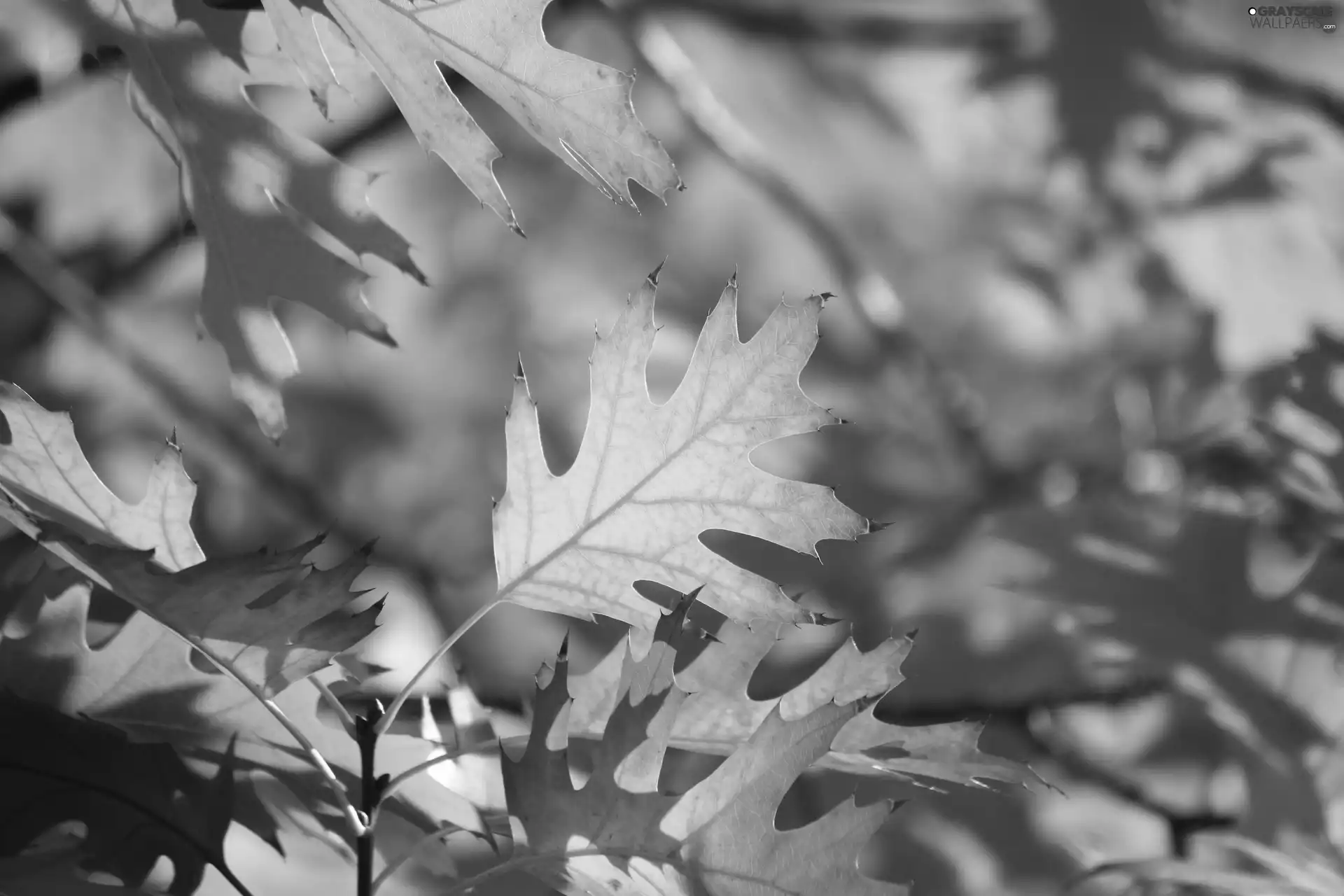 autumn, rays, sun, Leaf