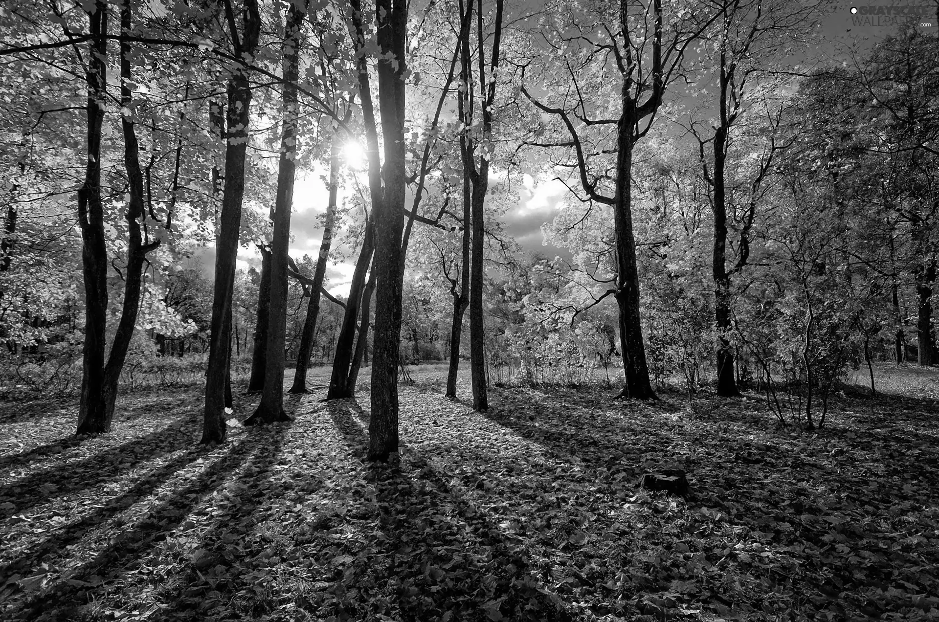 forest, rays, sun, Leaf