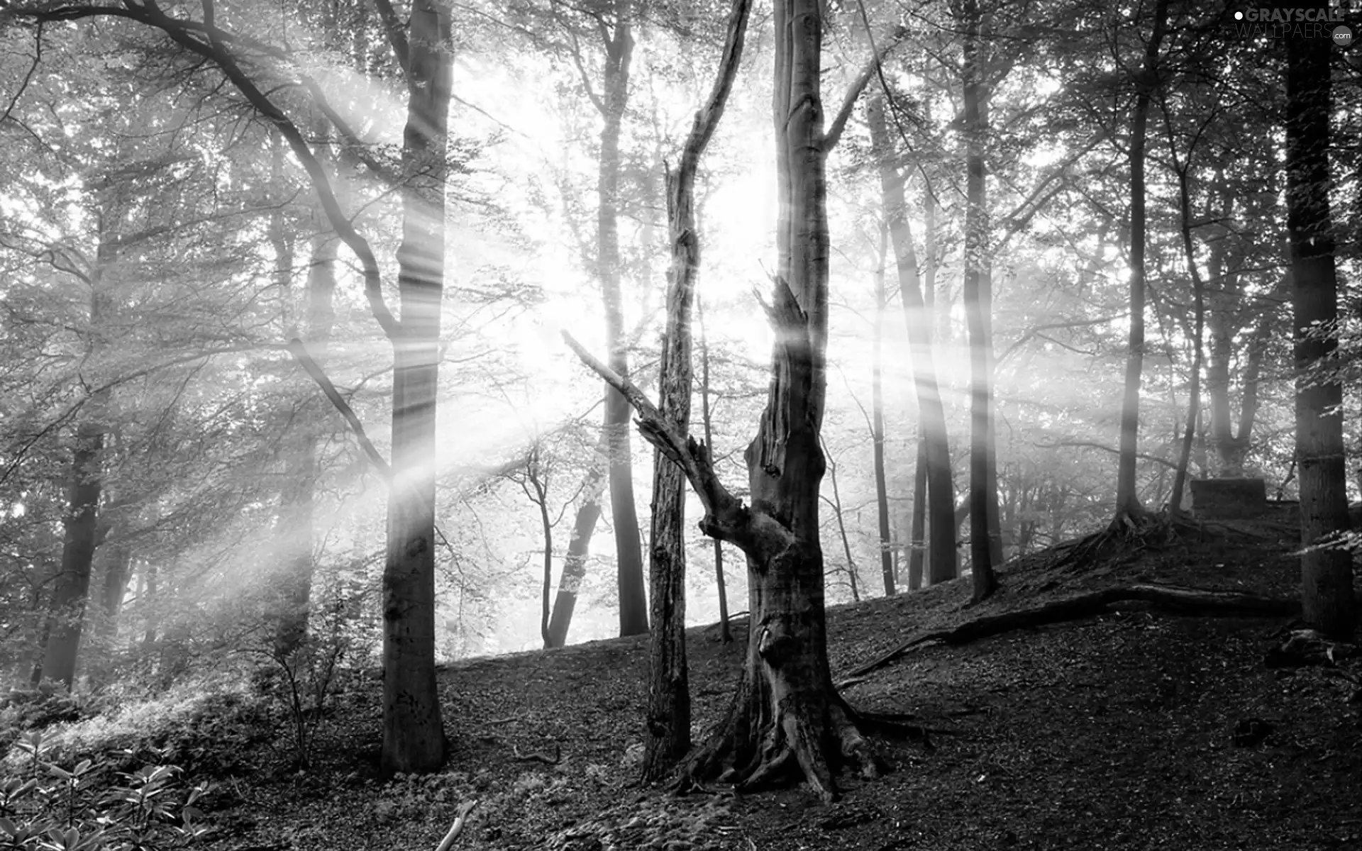 ligh, autumn, flash, Przebijające, forest, sun, luminosity