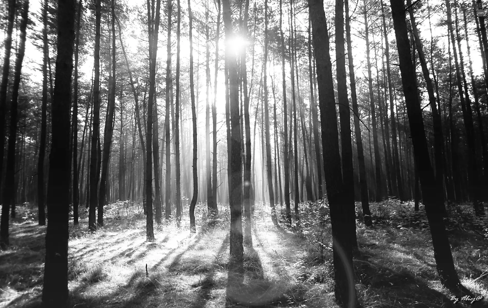 sun, forest, rays