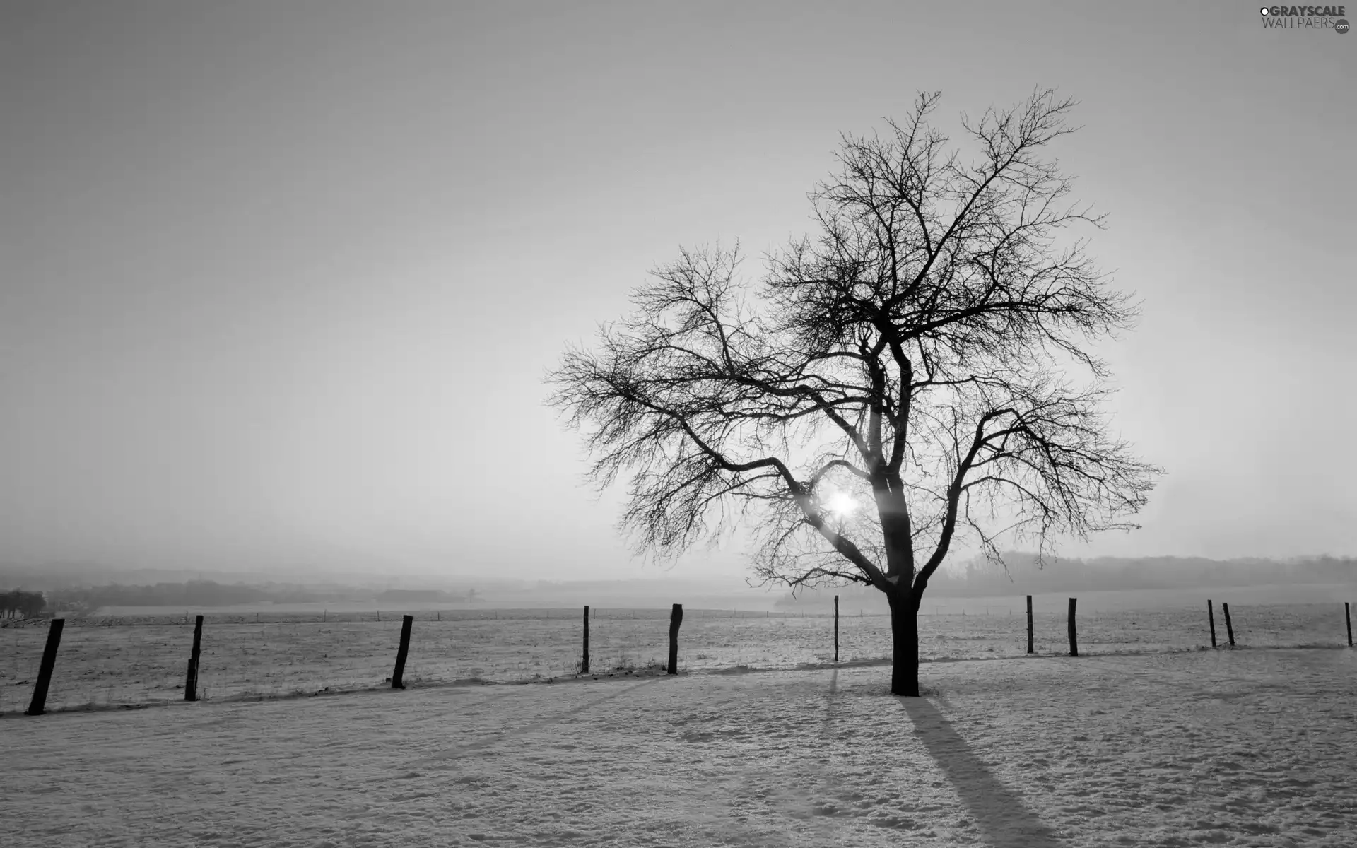 sun, Sky, trees, east, lonely