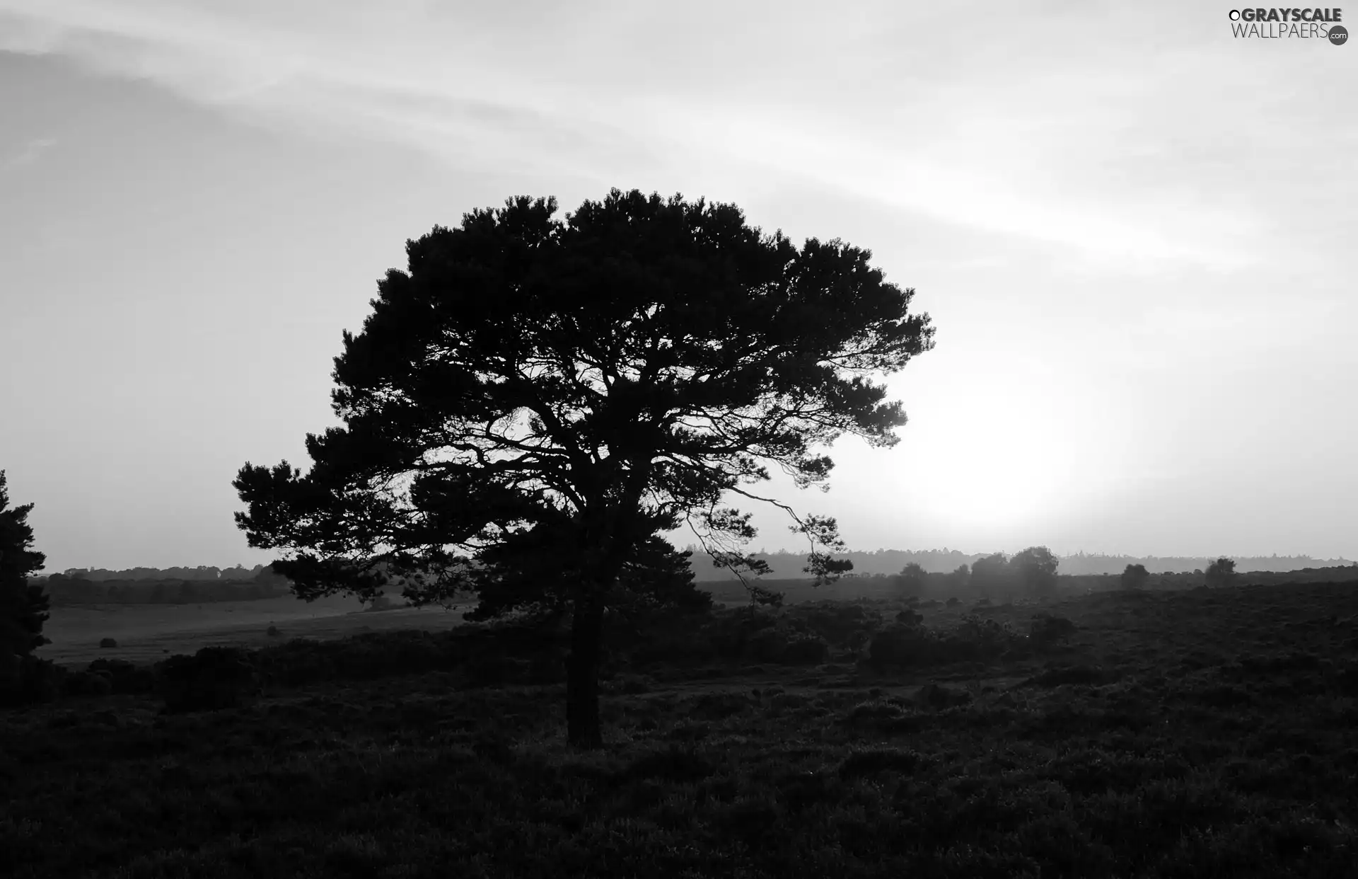 sun, trees, west