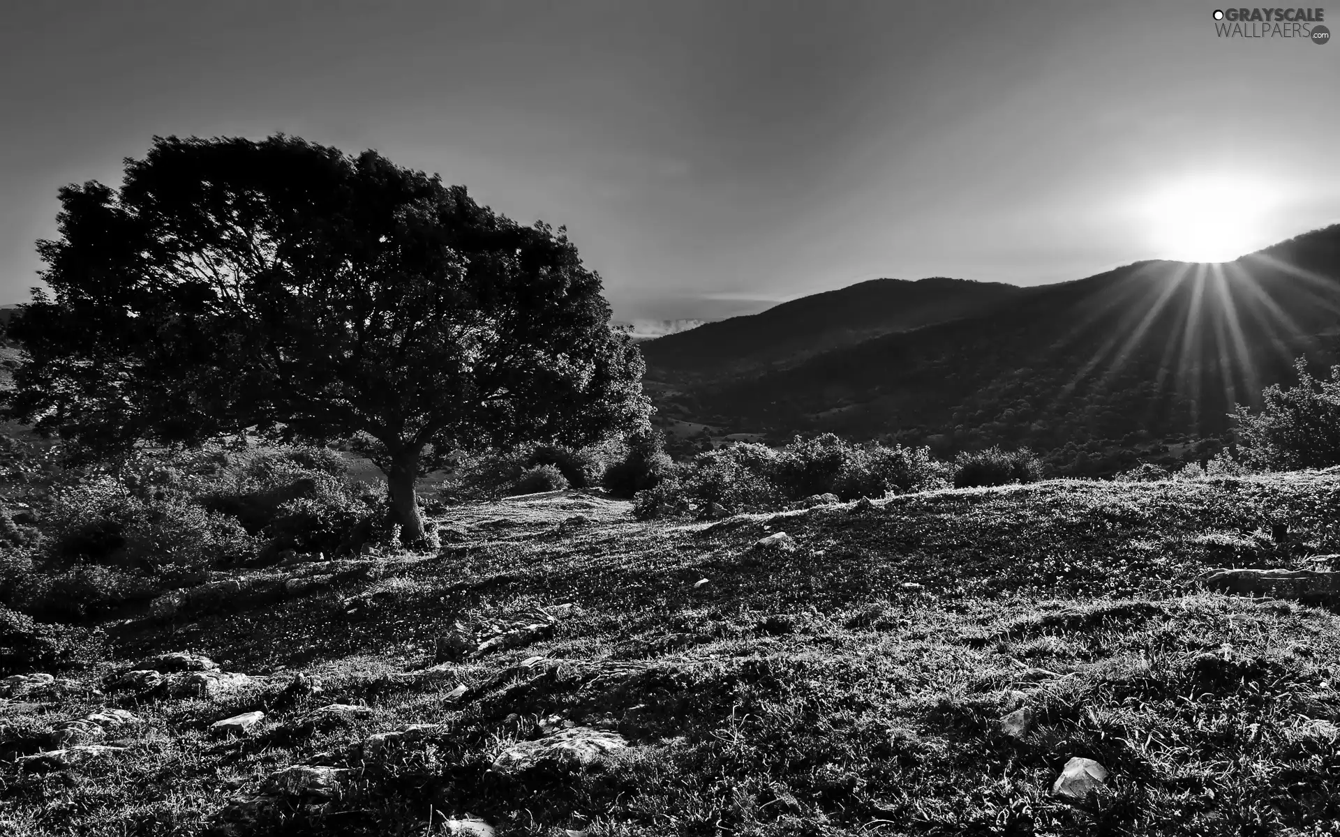 autumn, trees, Sunrise, Mountains