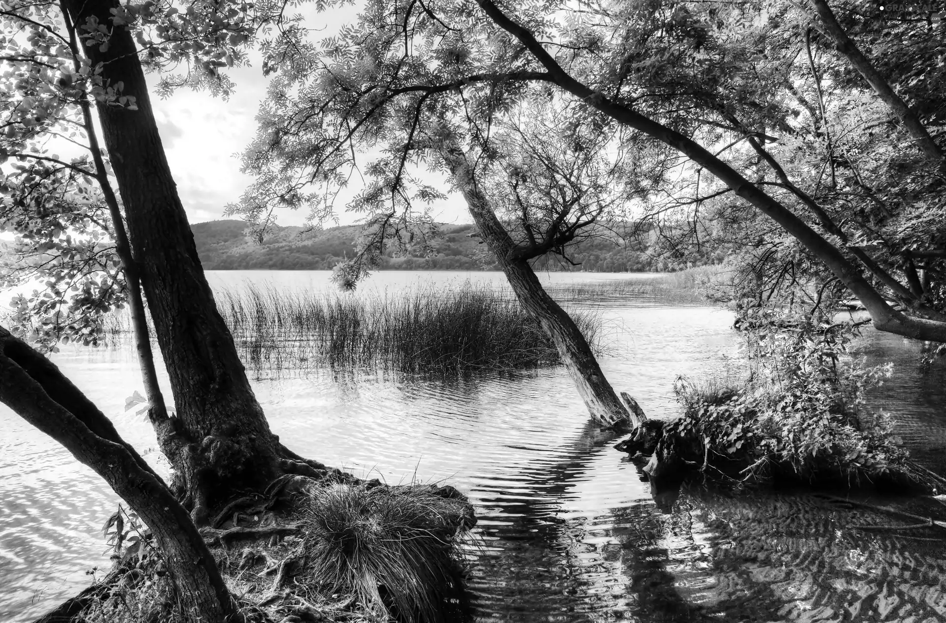 lake, forest, The Hills