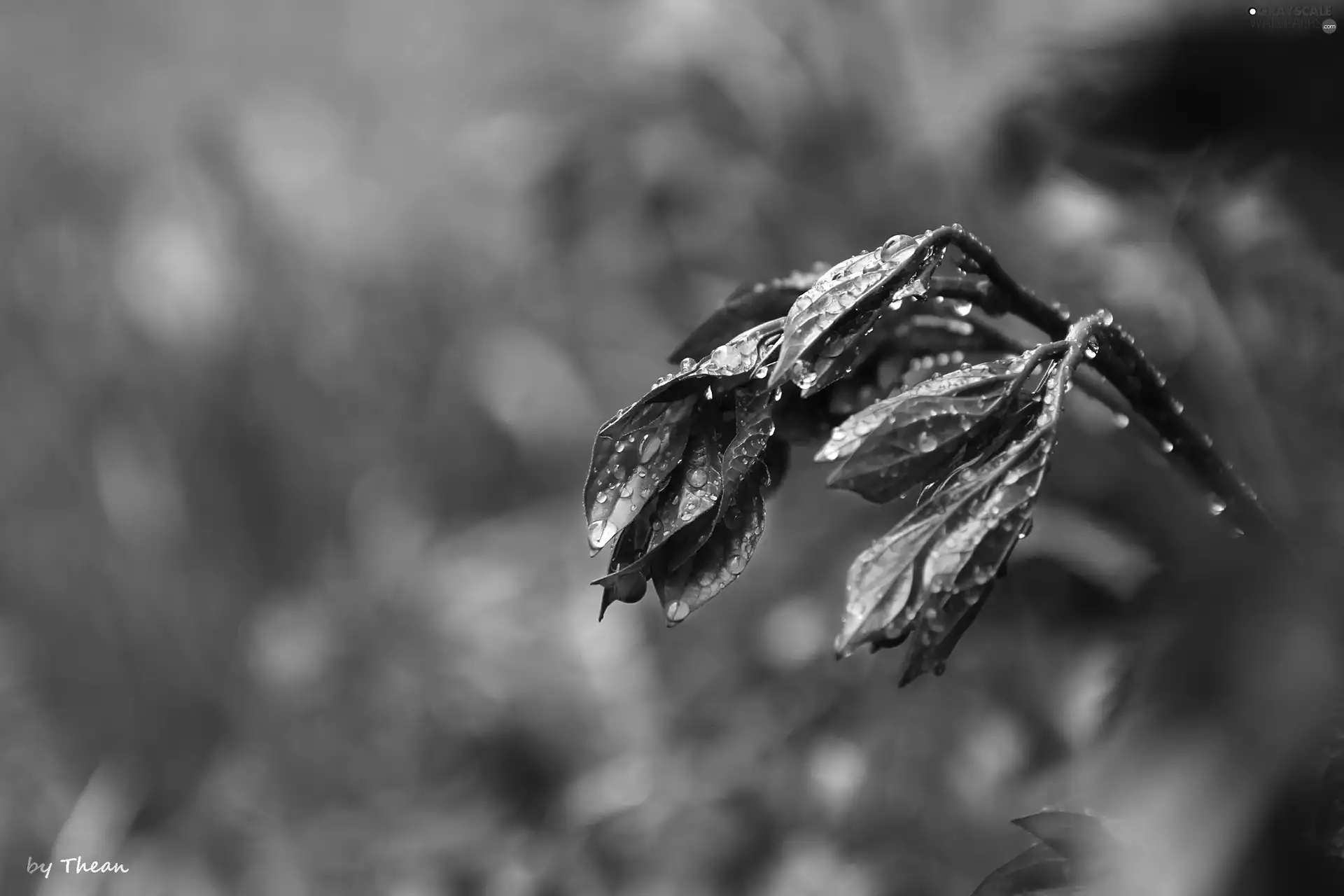 leaves, wet, The herb