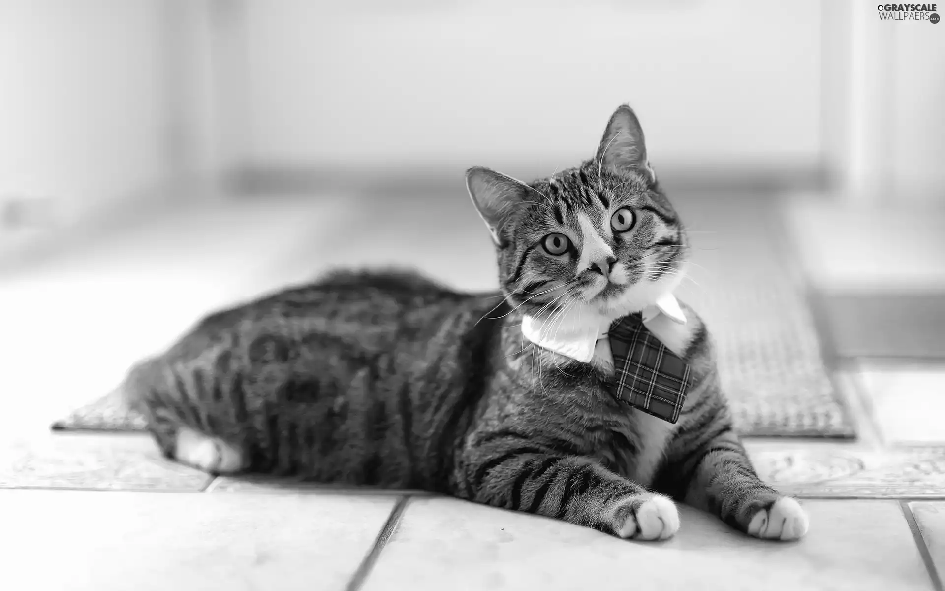 cat, Tie