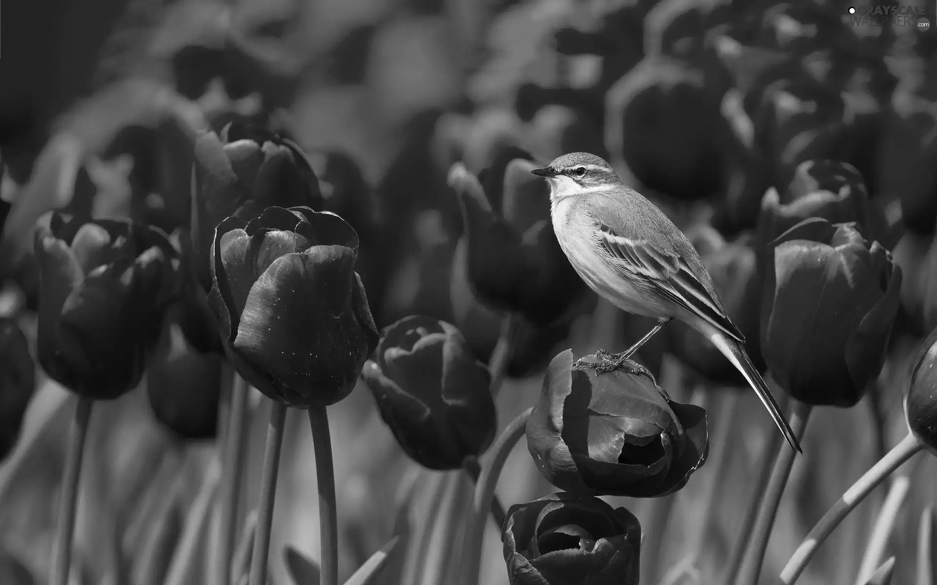 Great Tit, Tulips, tit