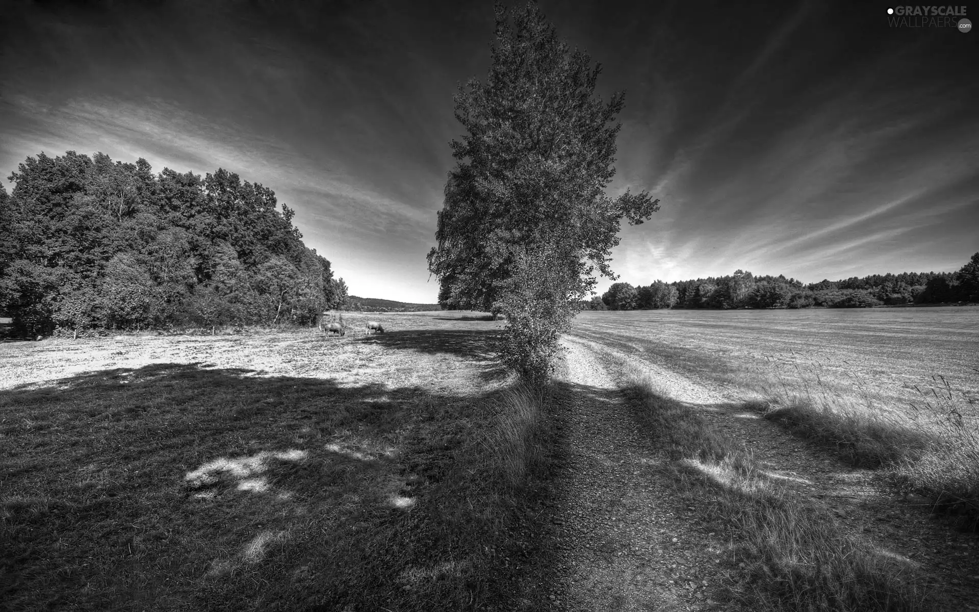 trees, Way, Field