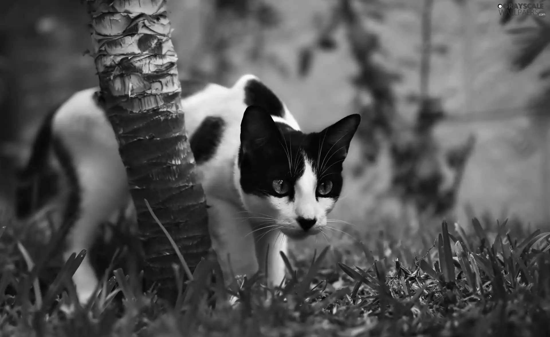 hunting, grass, trees, cat