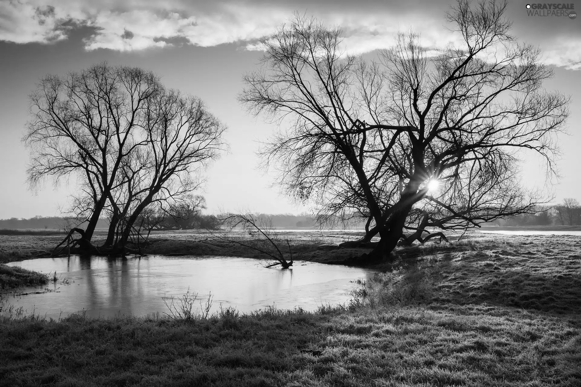 Pond - car, morning, trees, viewes, leafless