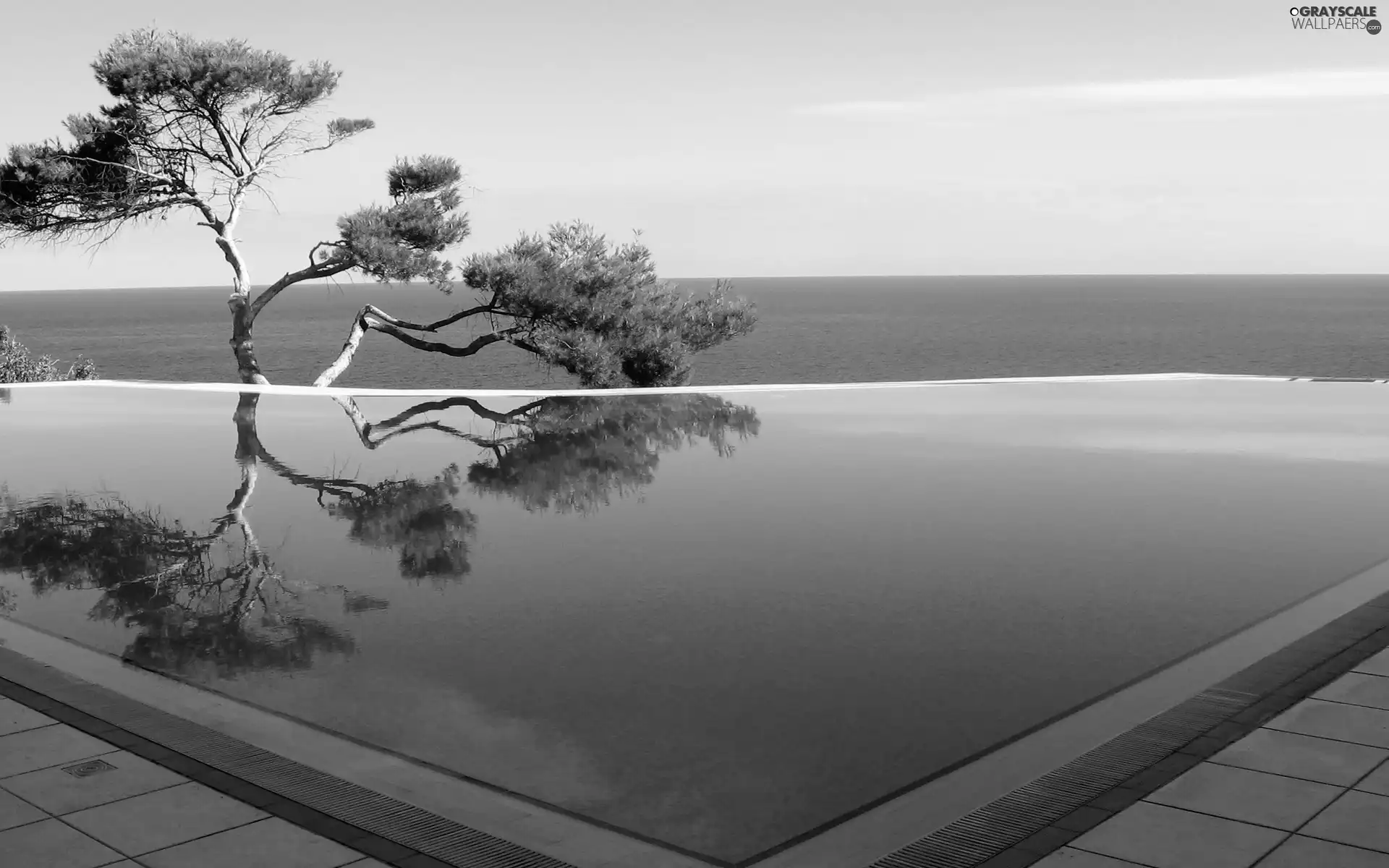 trees, sea, Pool