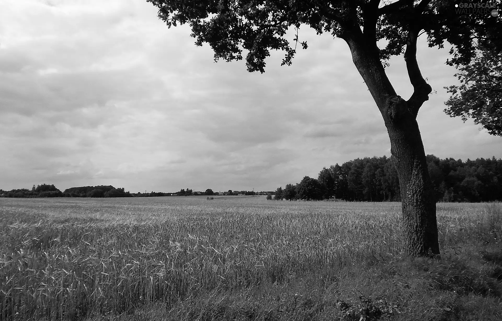 trees, summer, rye