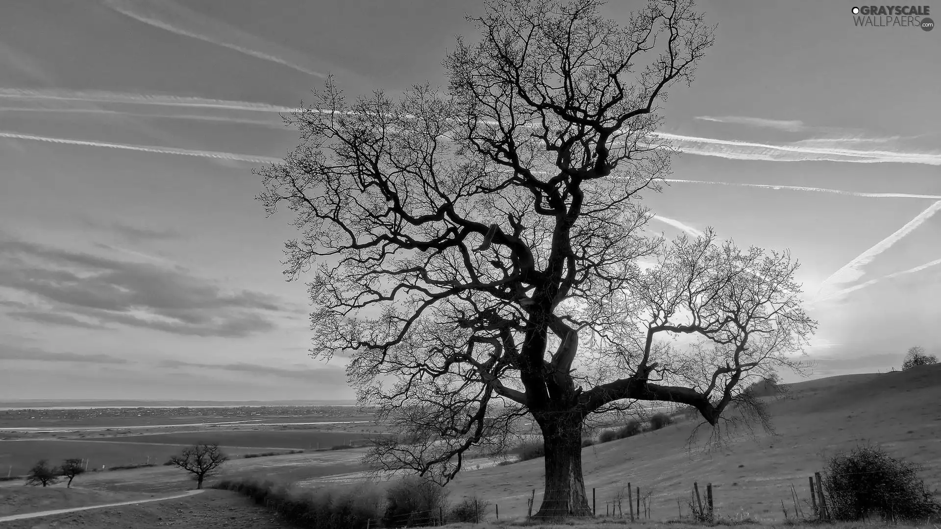 trees, field, Sky