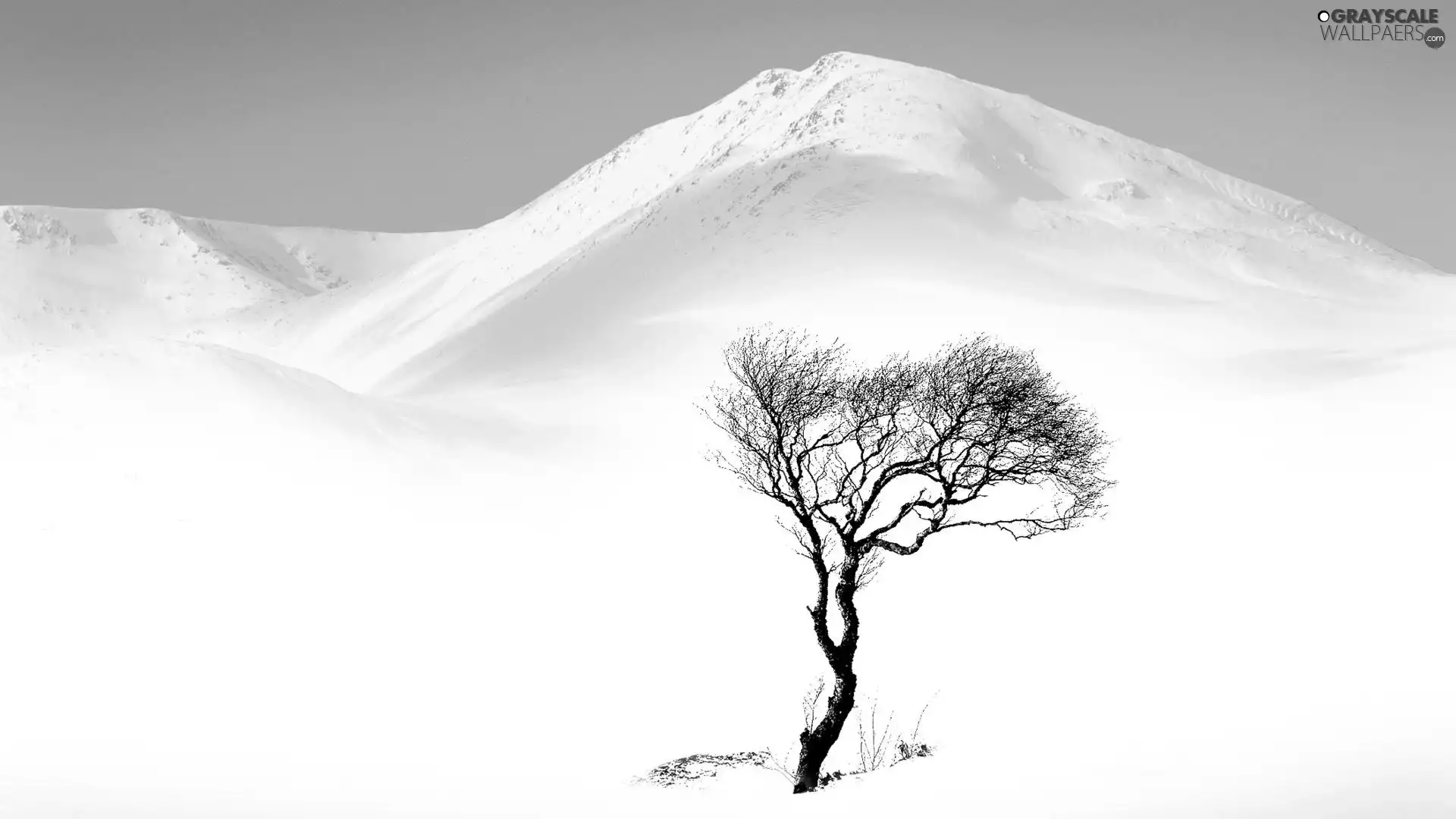 snow, Frost, trees, drifts