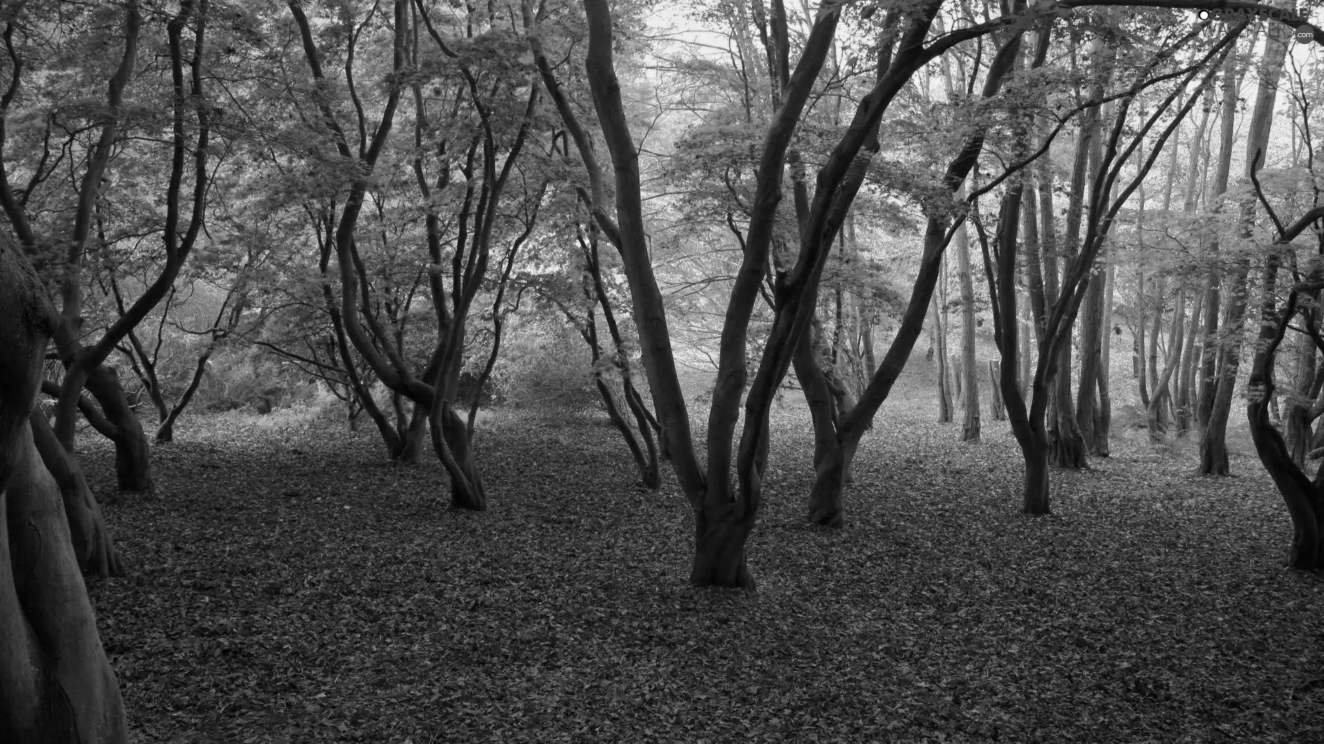 trees, viewes, falling, Leaf, autumn