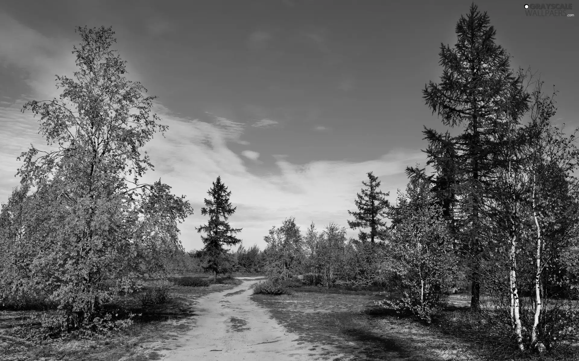 trees, viewes, forest, Path, autumn