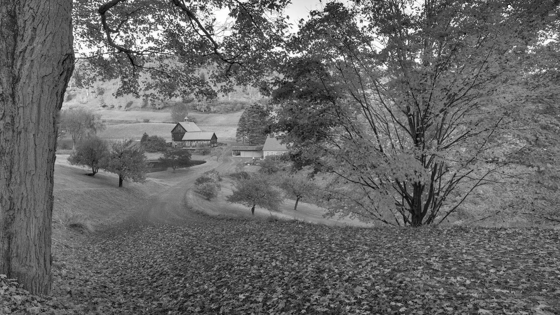 trees, viewes, country, Way, farm