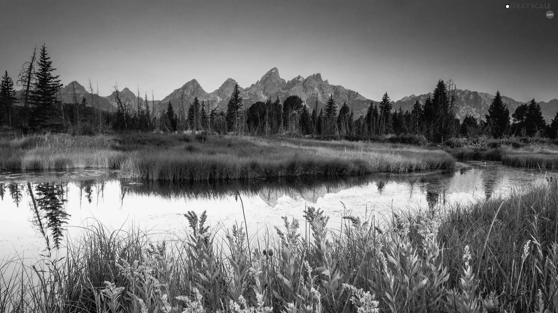 trees, viewes, River, grass, Mountains