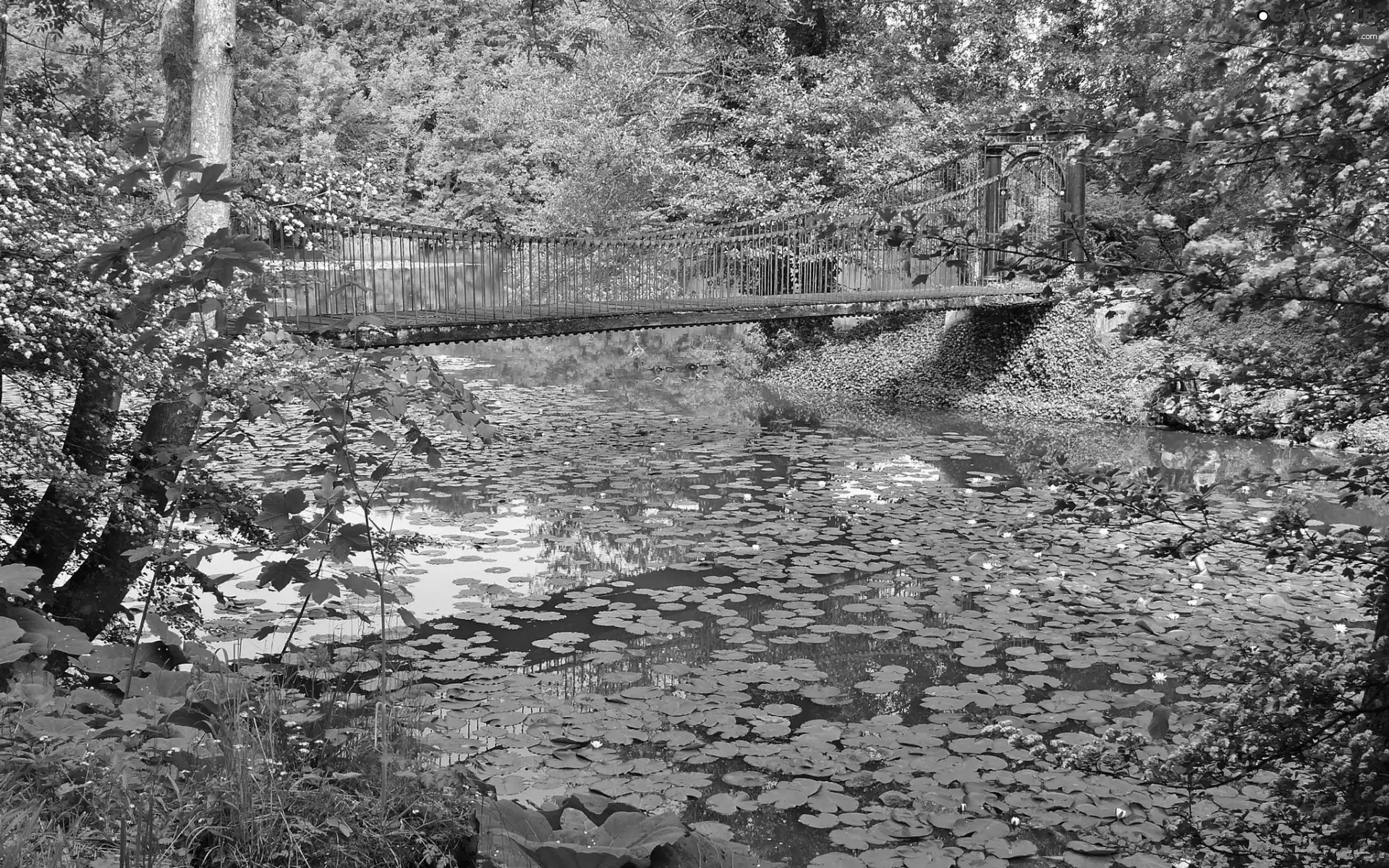 trees, viewes, River, bridge, Park