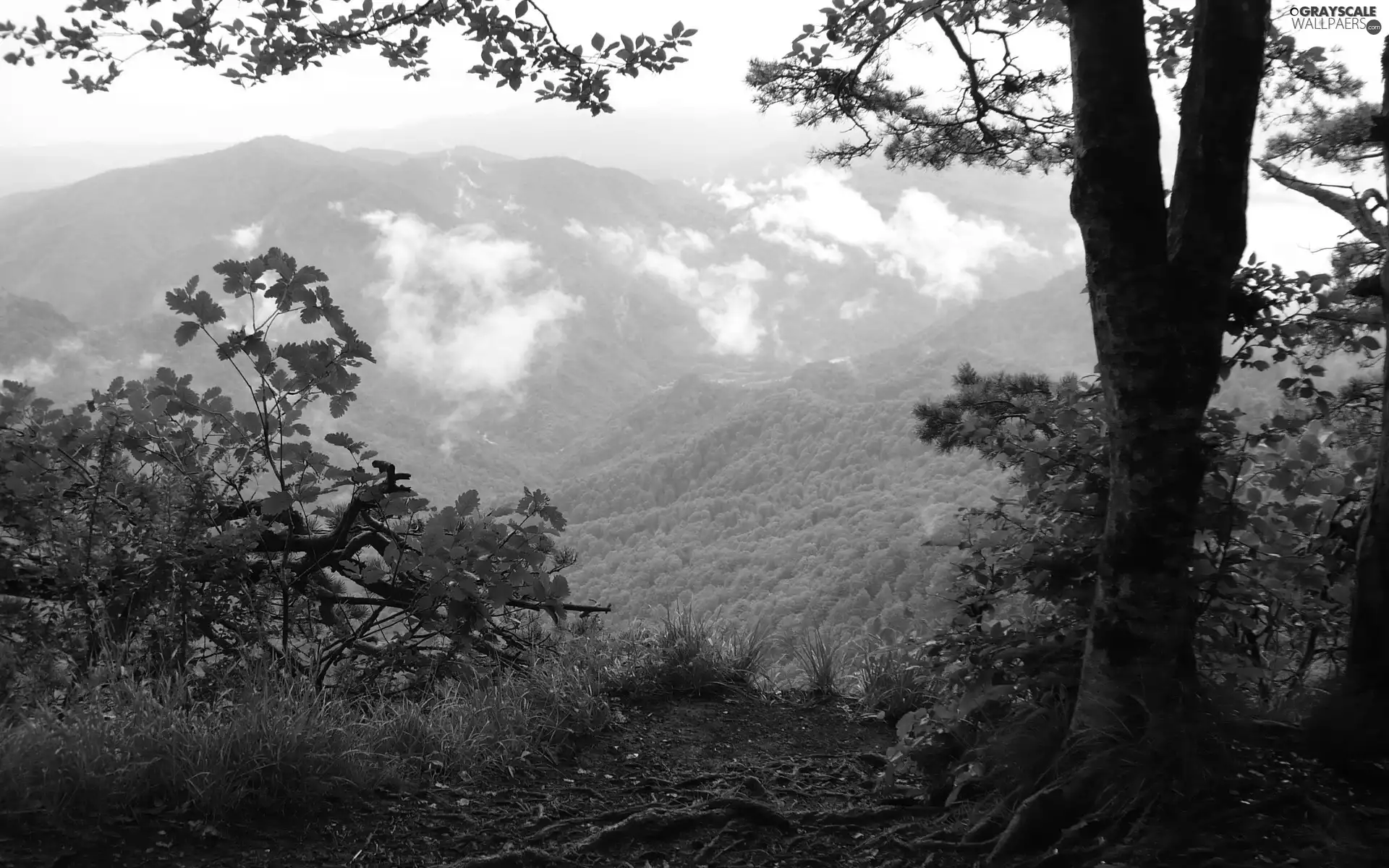 woods, Mountains, trees, viewes, Path, Valley