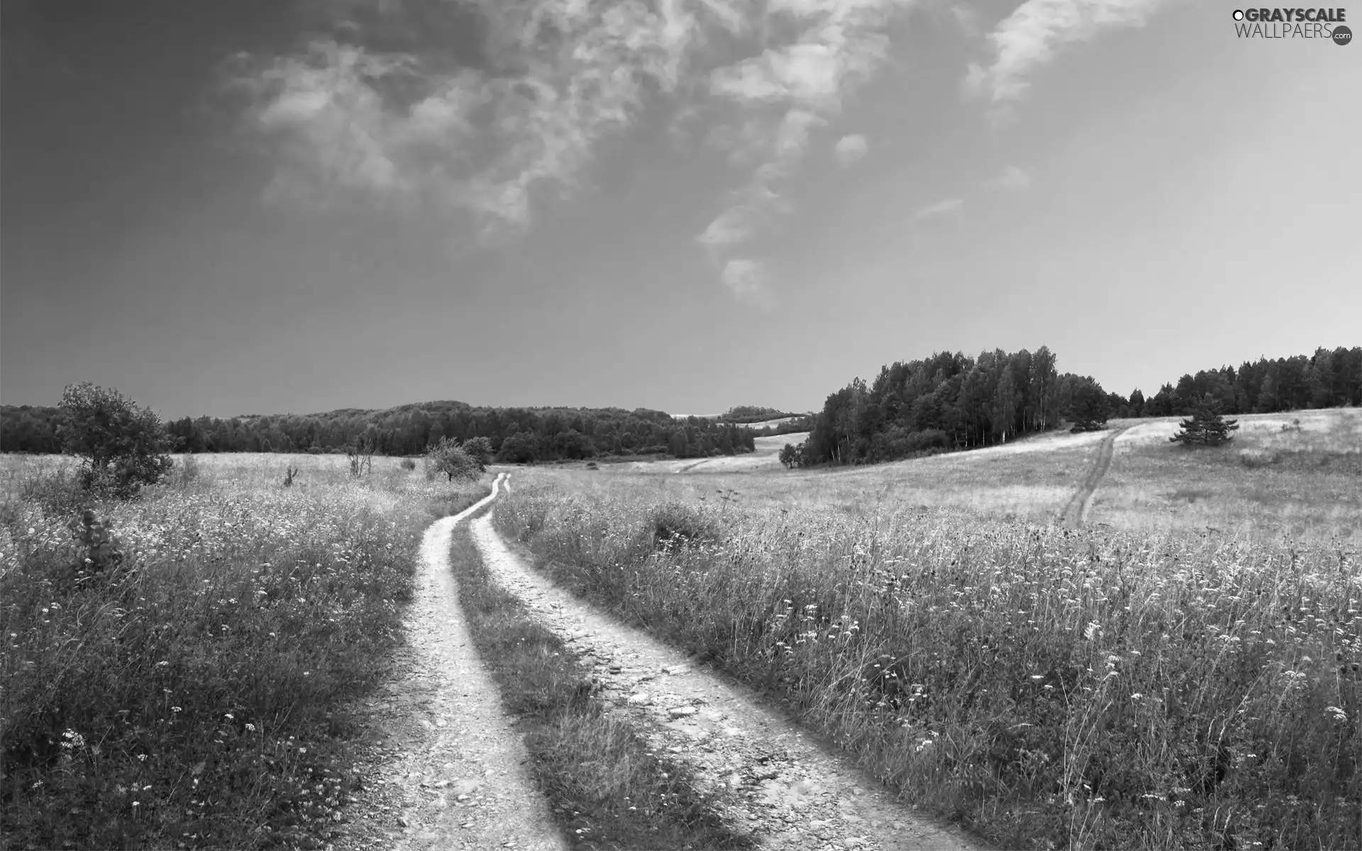 trees, viewes, Meadow, Path, Sky