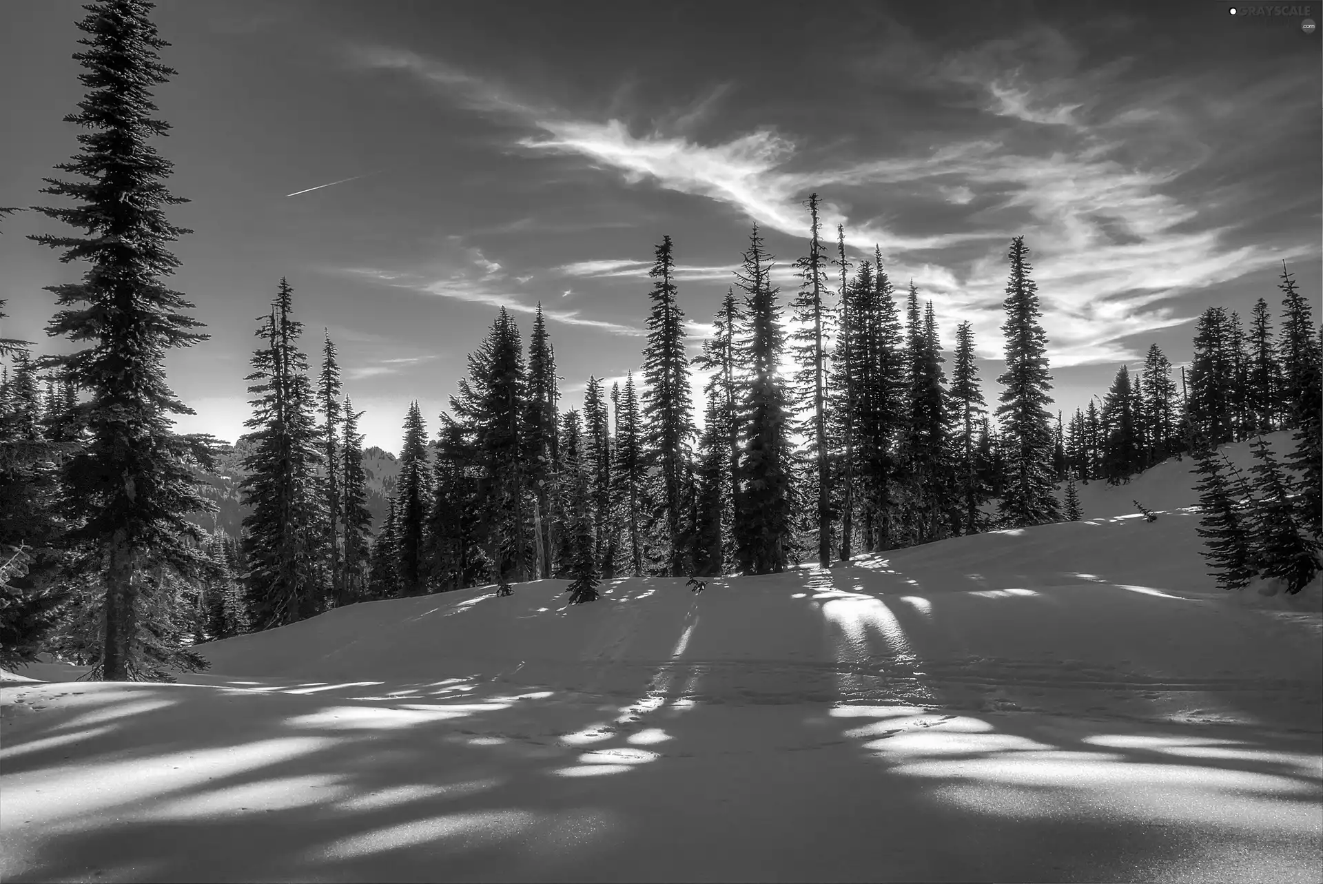 west, winter, trees, viewes, sun, snow