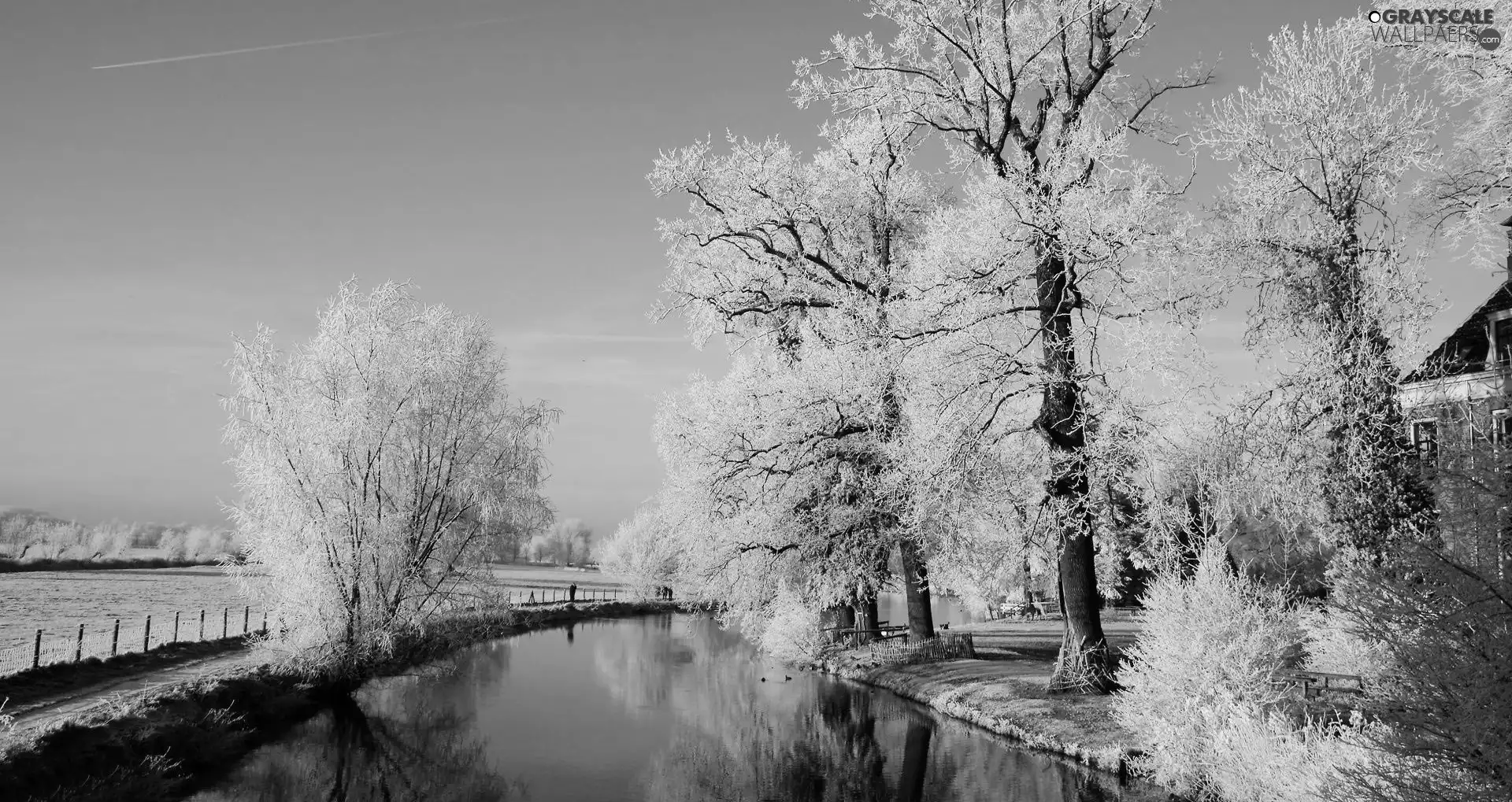 trees, viewes, River, frosty, winter