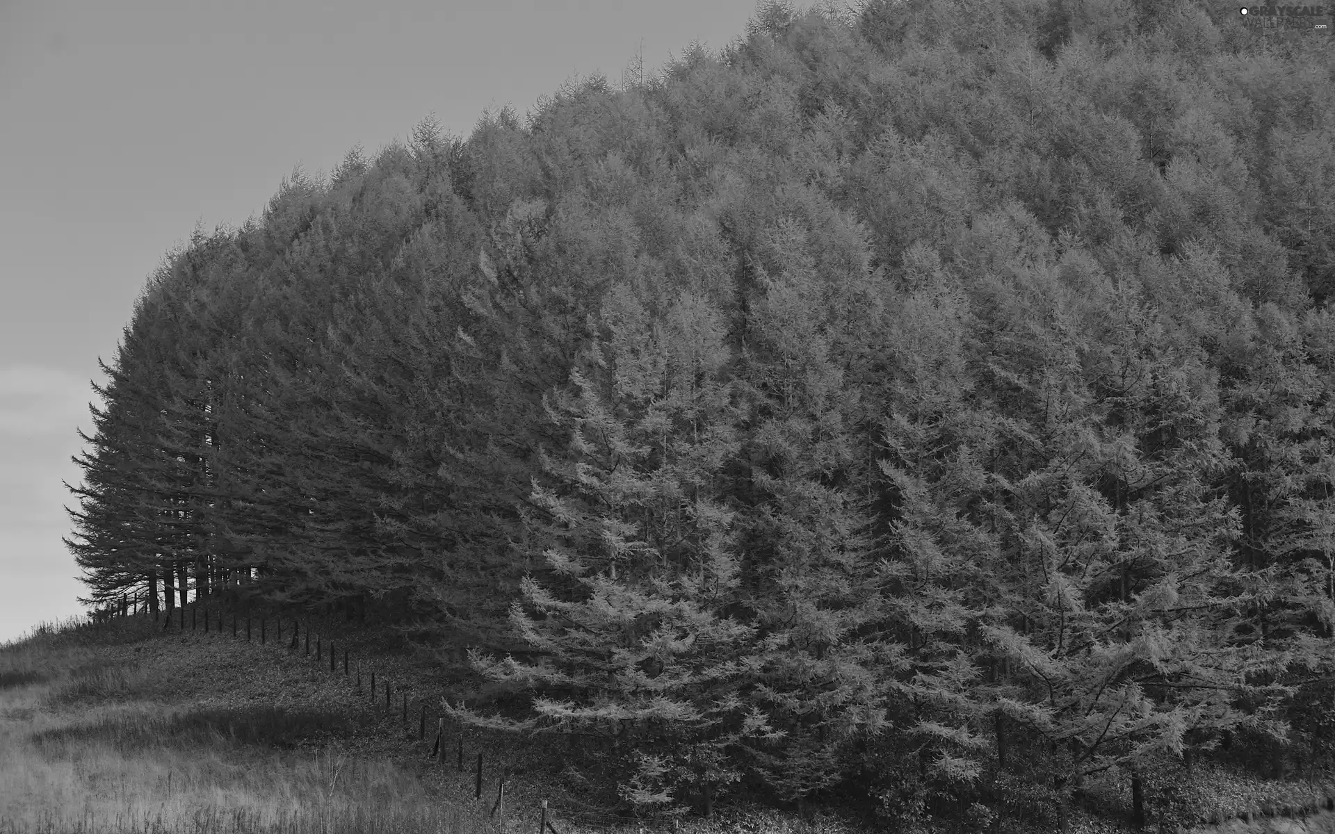 fence, borderland, trees, viewes, Yellow, forest